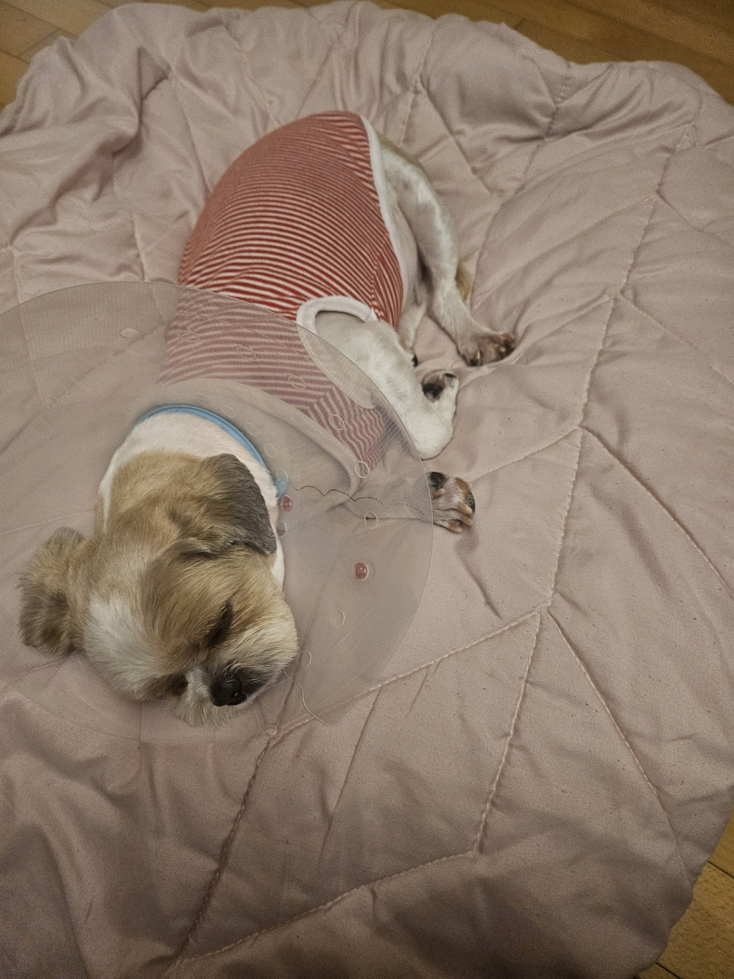 (에밀리_양구28) 튼튼이 삼개월차 후기