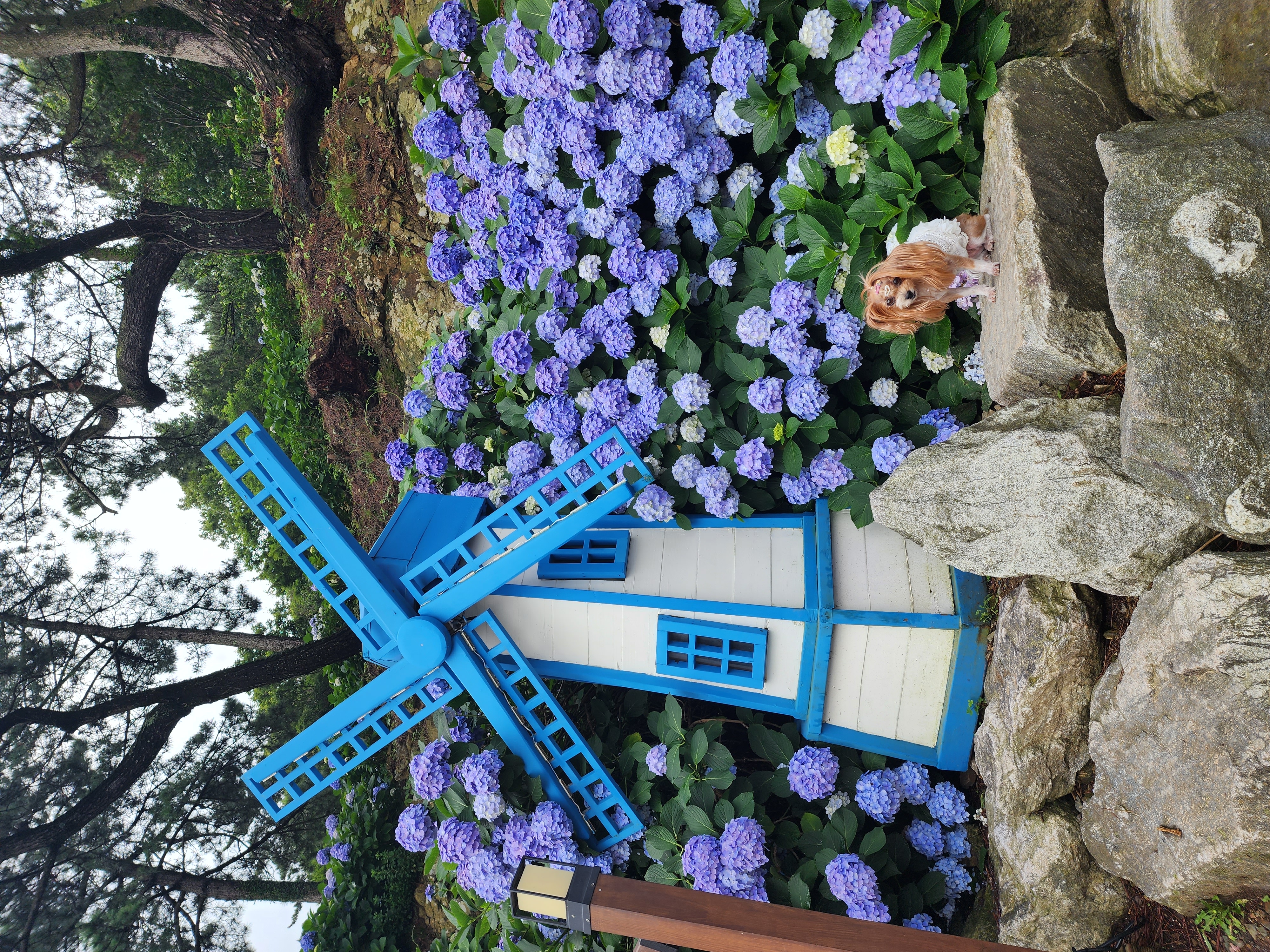 요조 입양 5주년