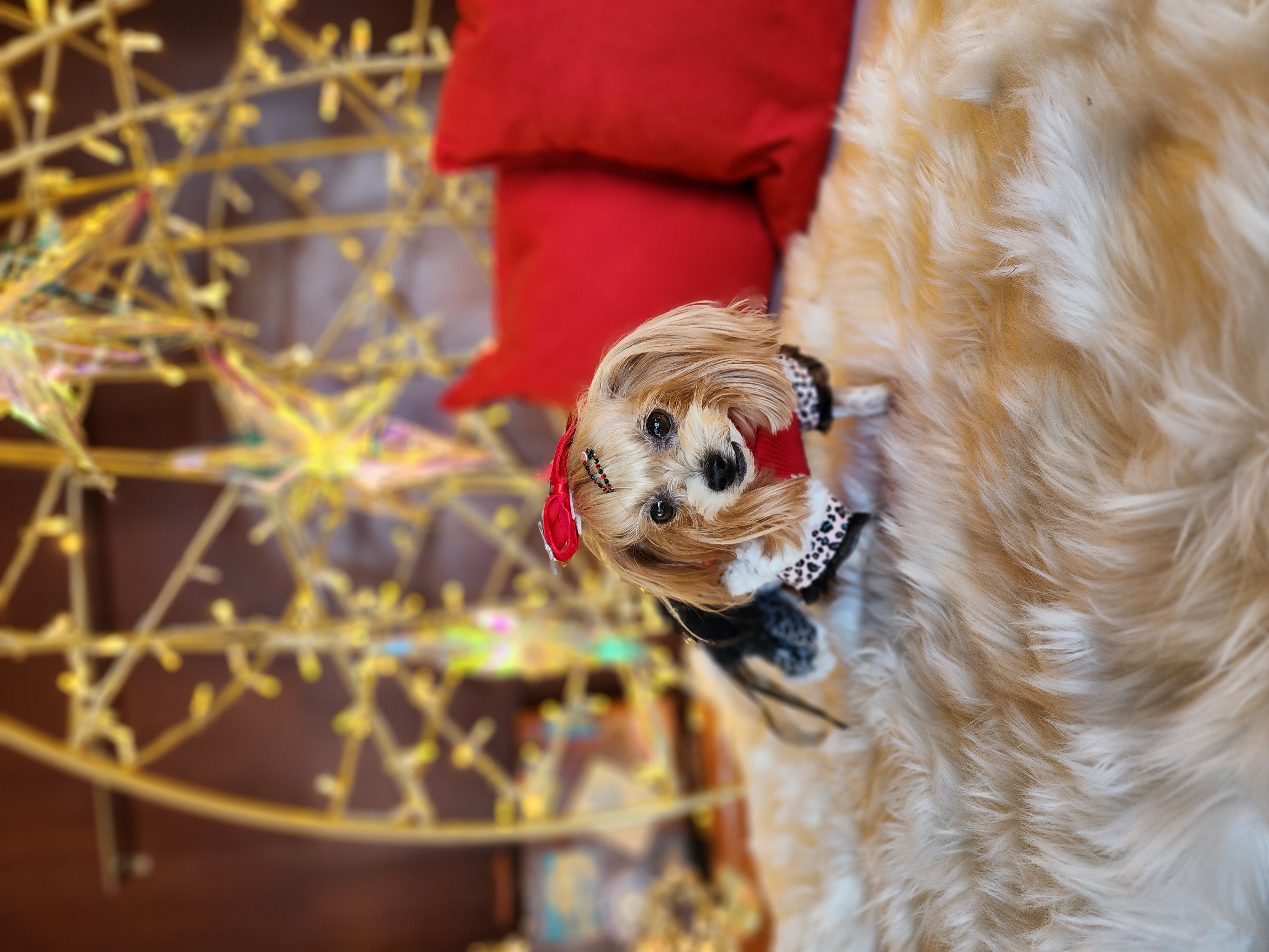 요조 입양 5주년