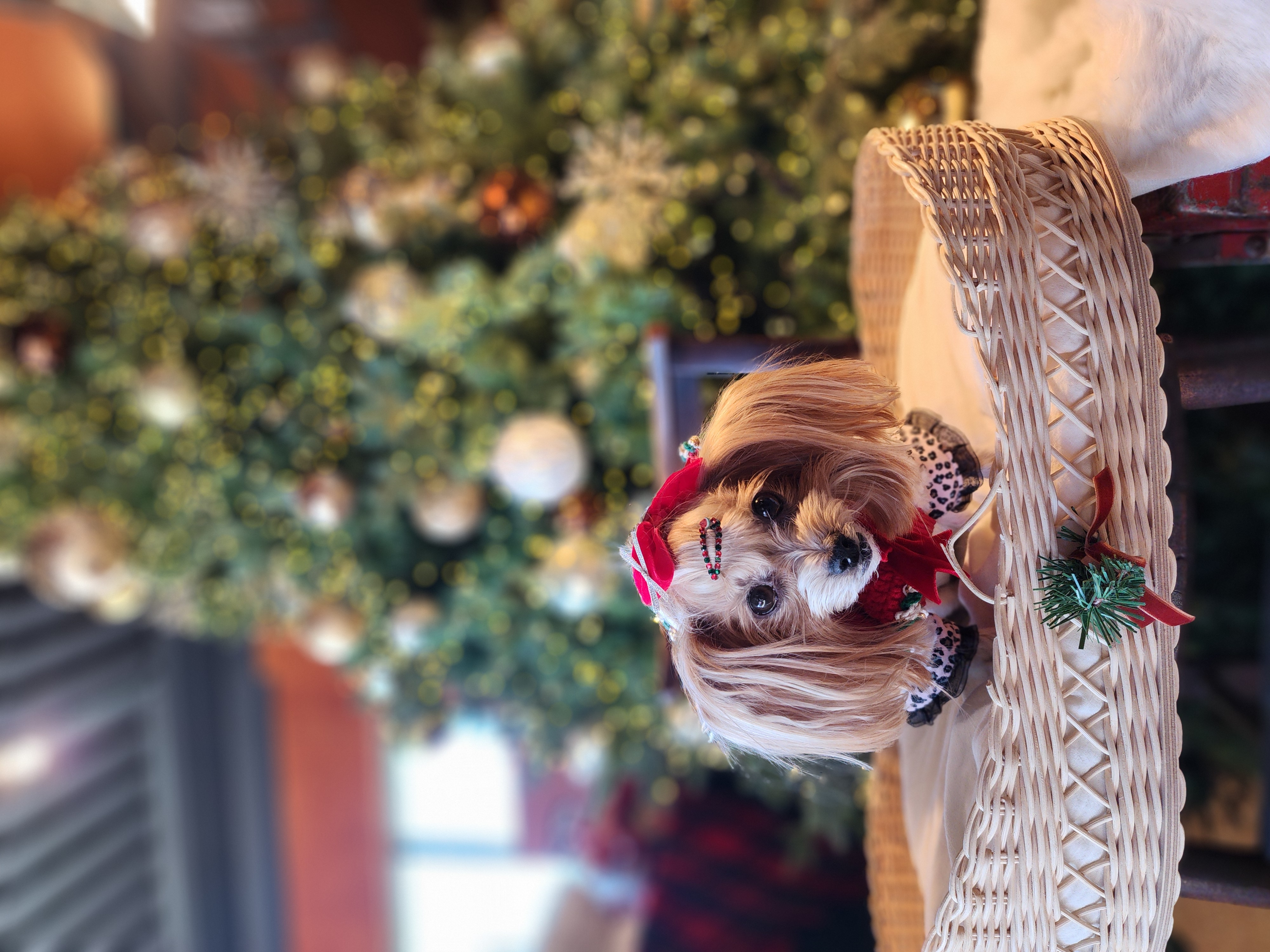 요조 입양 5주년