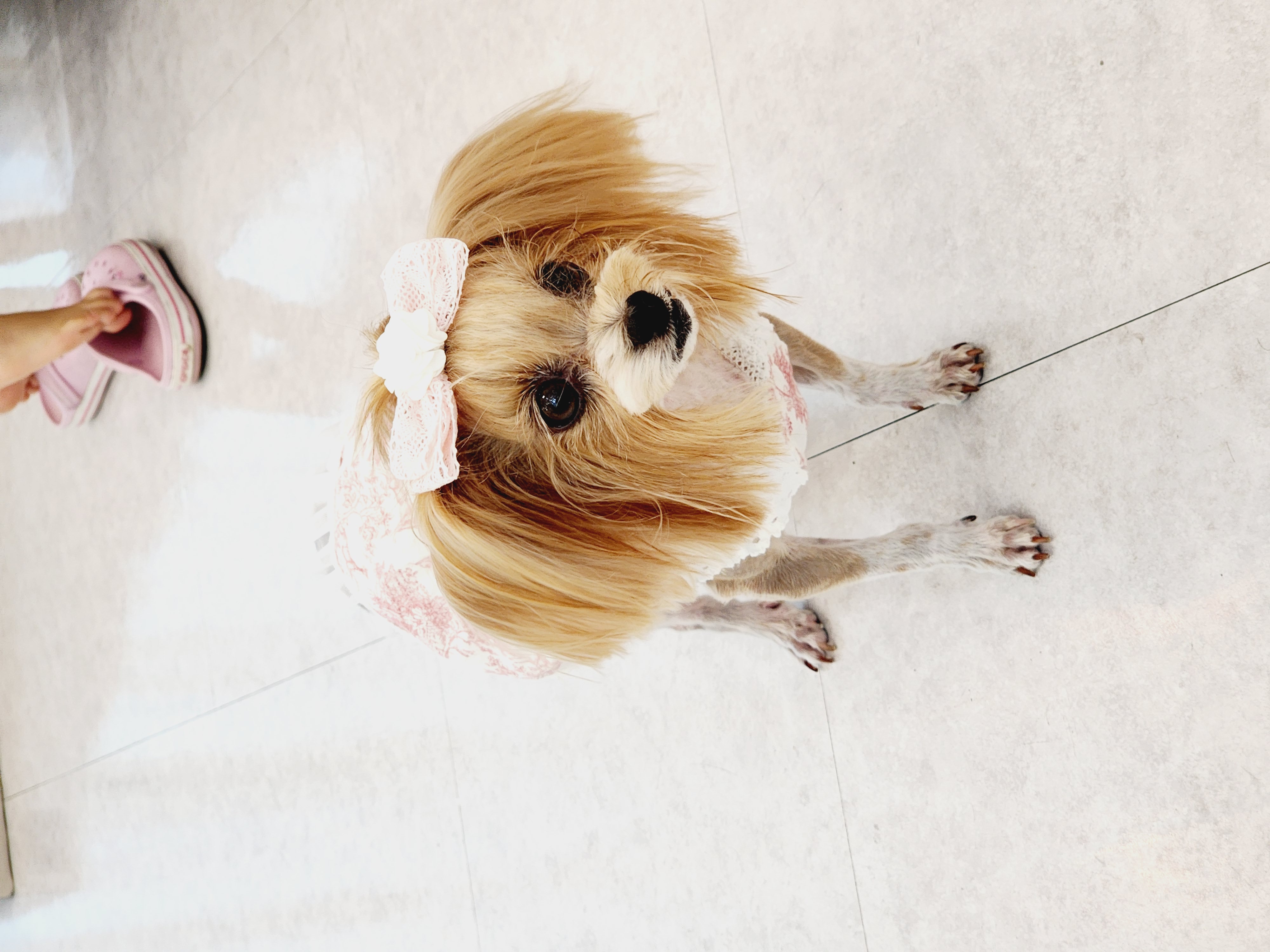 요조 입양 5주년