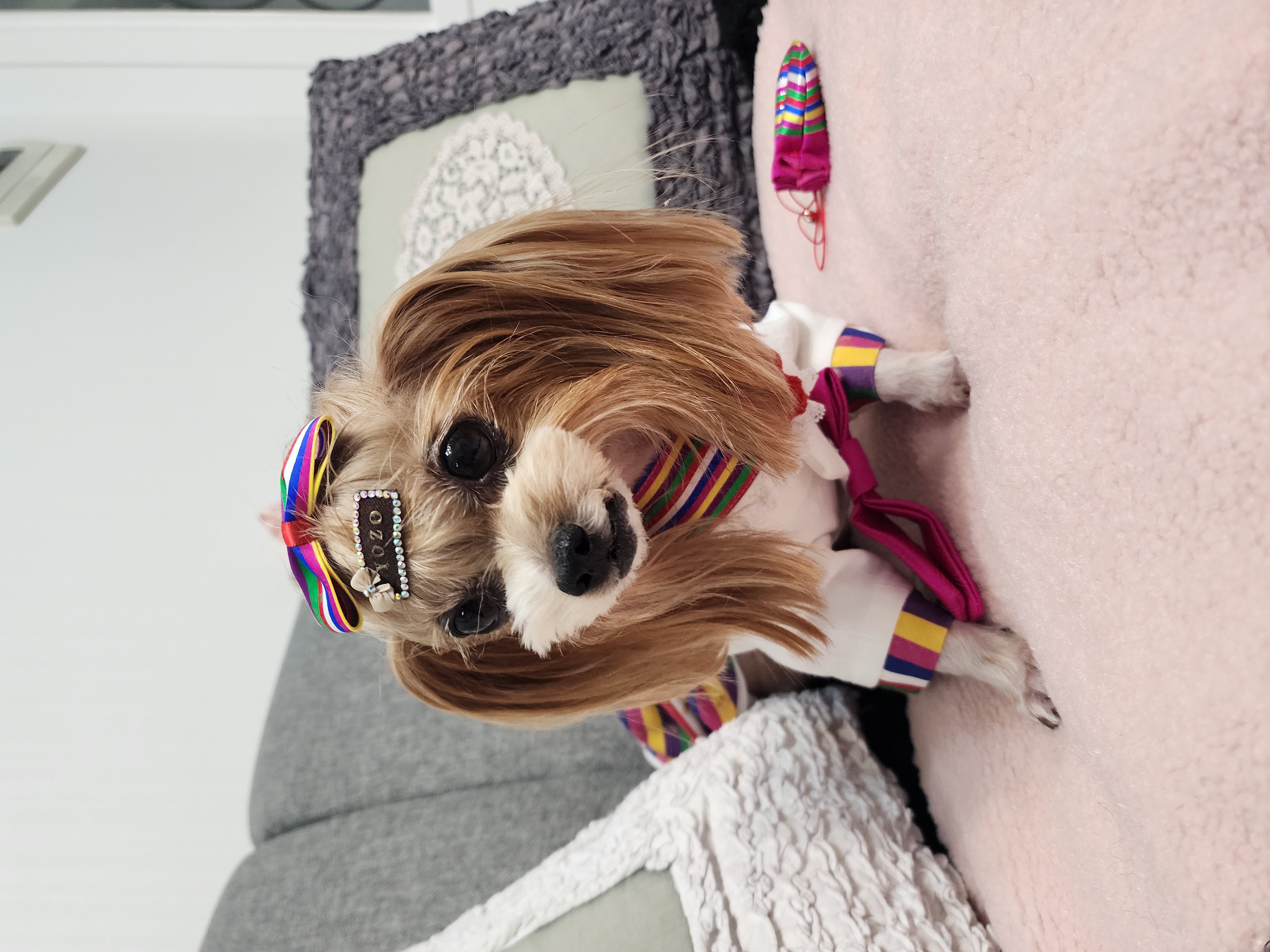 요조 입양 5주년