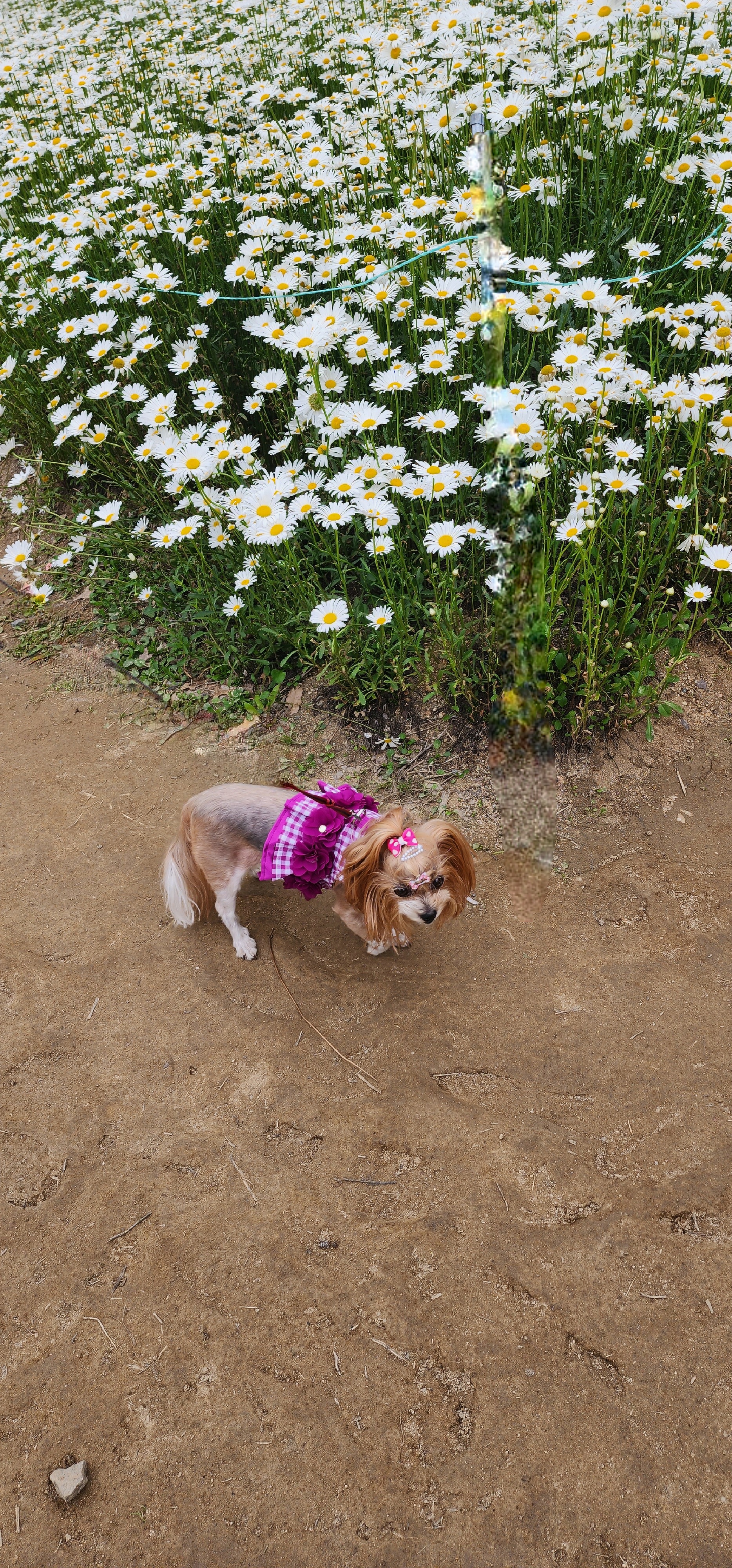 요조 입양 5주년