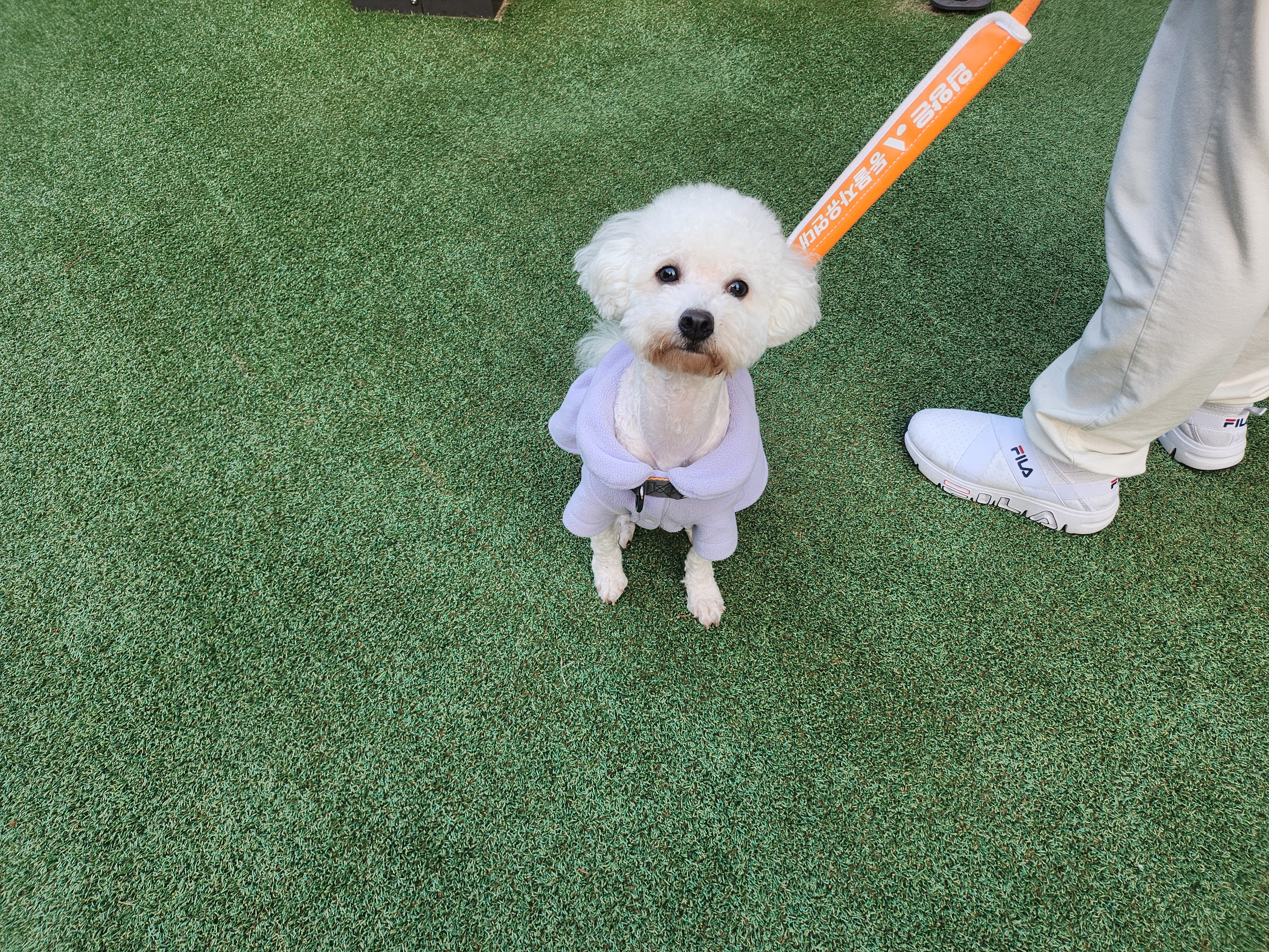 양곤(루시) 입양 후, 행복했던 일주일 일기❤️