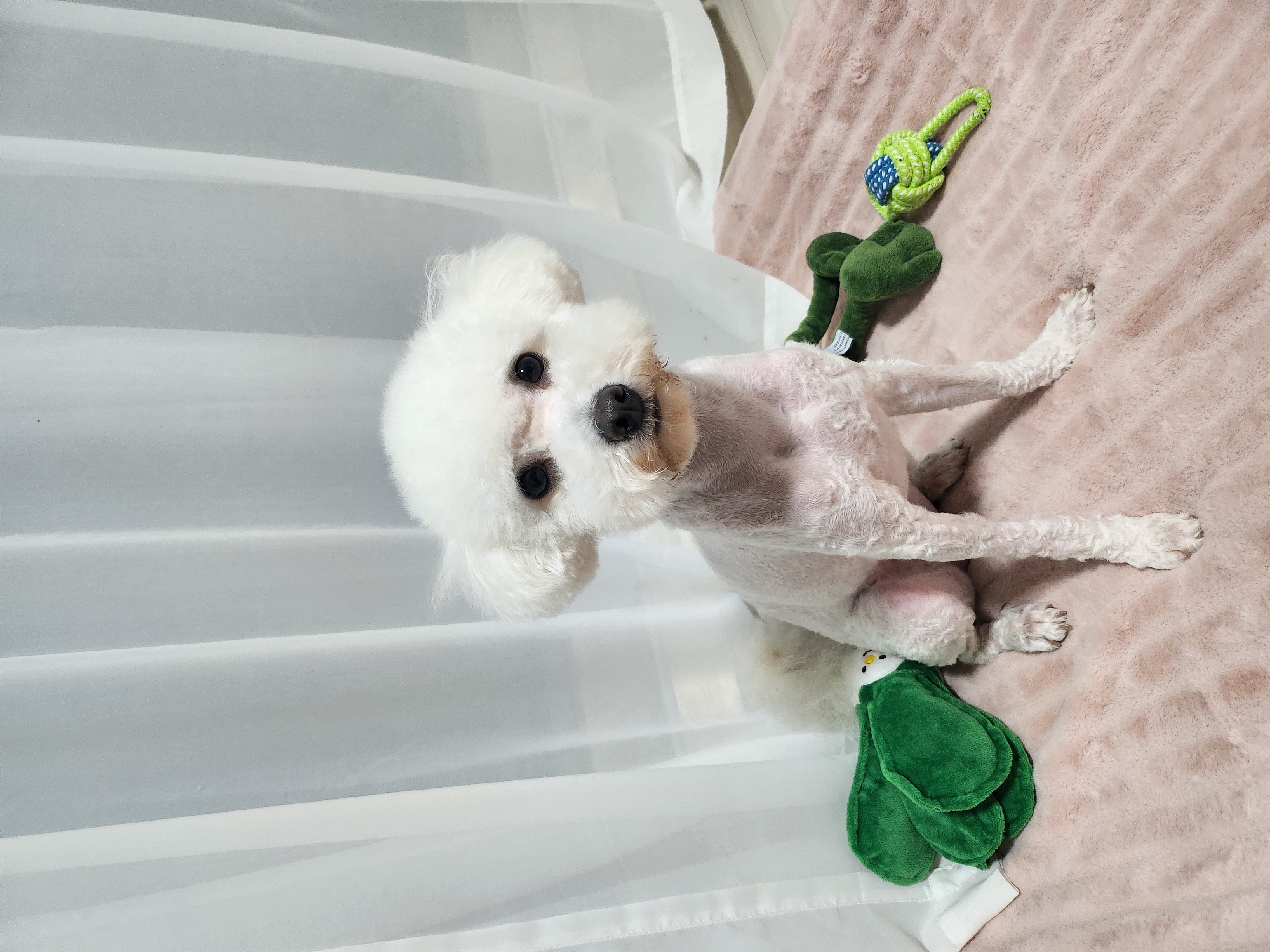 양곤(루시) 입양 후, 행복했던 일주일 일기❤️