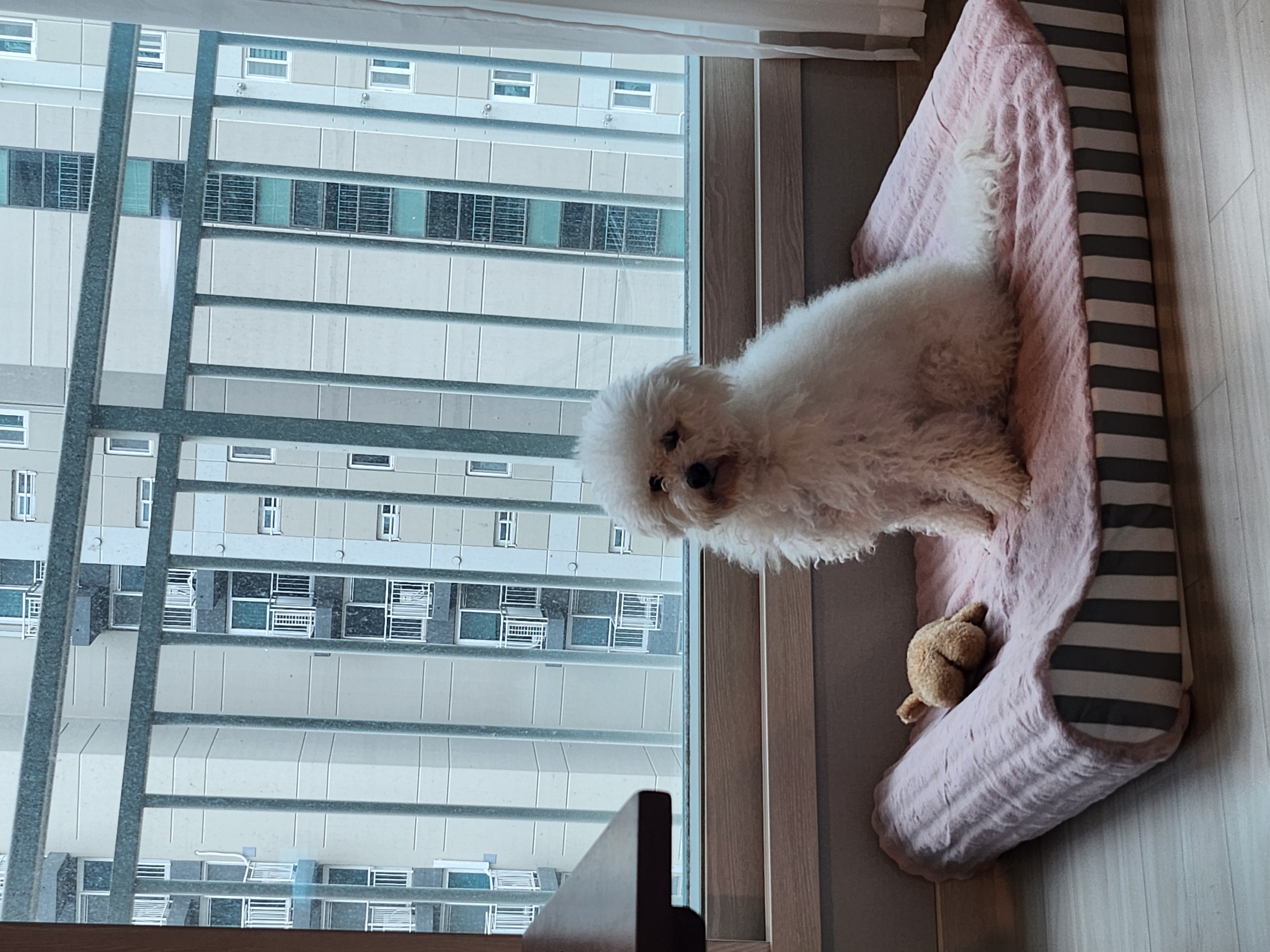 양곤(루시) 입양 후, 행복했던 일주일 일기❤️