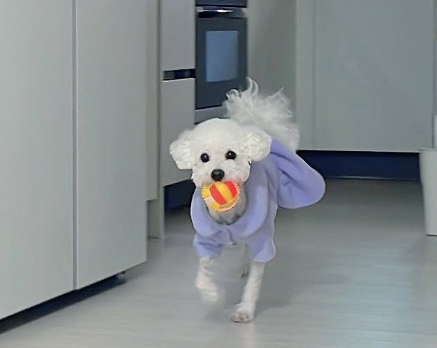 양곤(루시) 입양 후, 행복했던 일주일 일기❤️