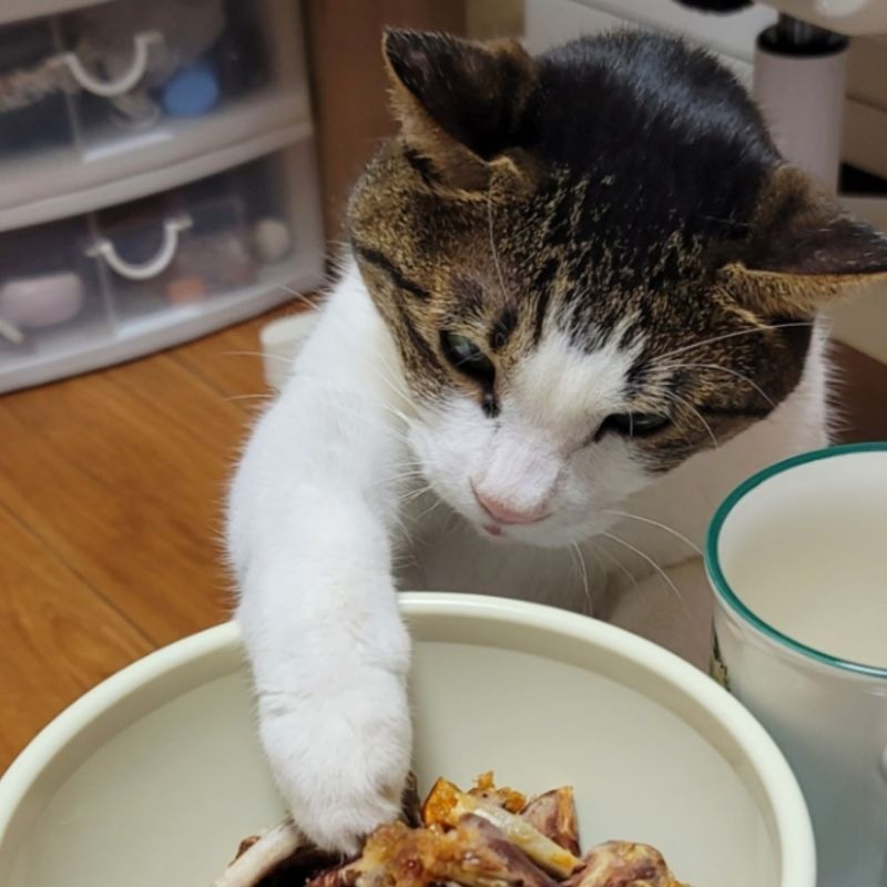 미야랑 맞이하는 봄