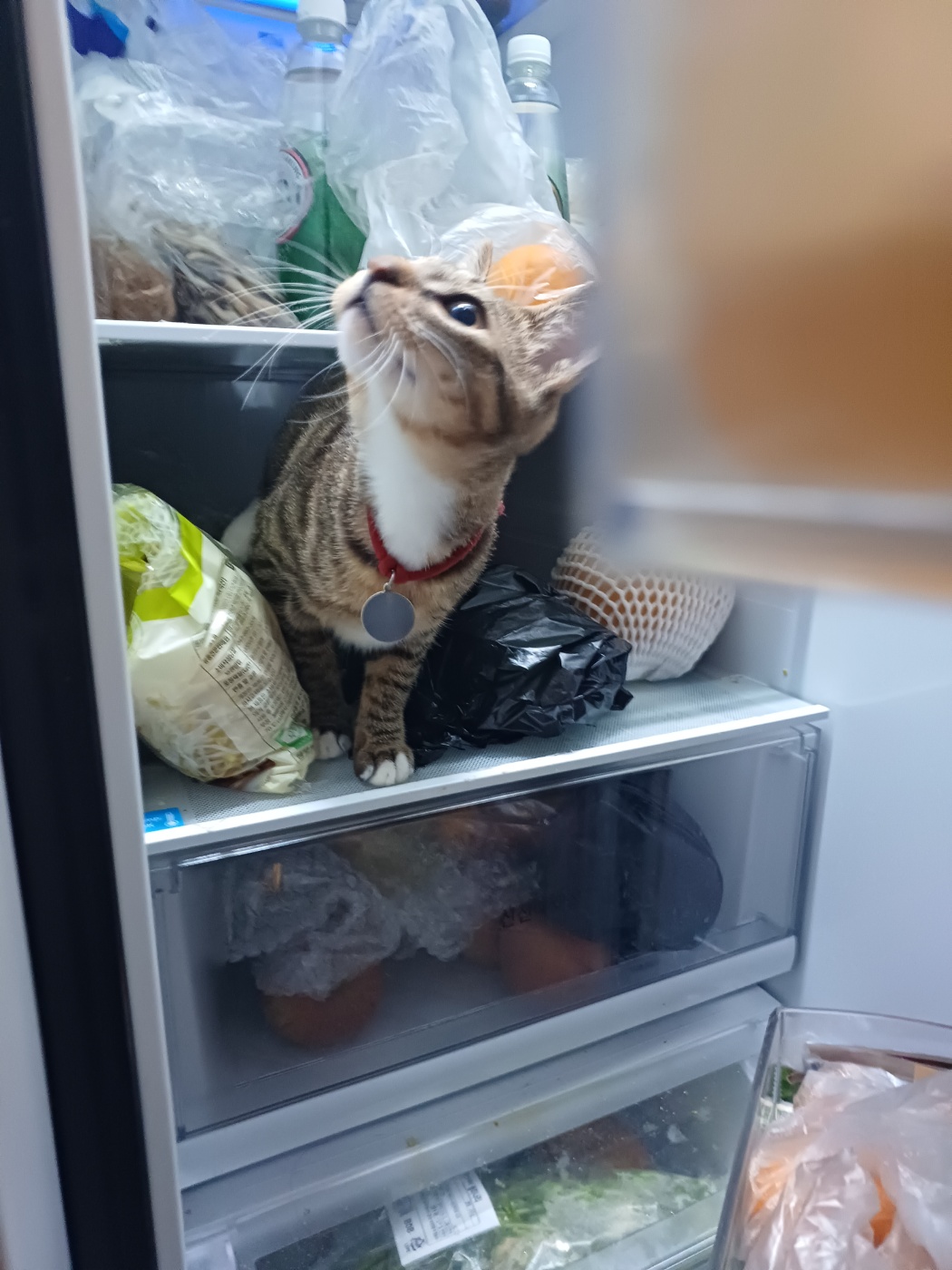 신출귀몰 길동이(승희)가 온지 5개월이 되었네요