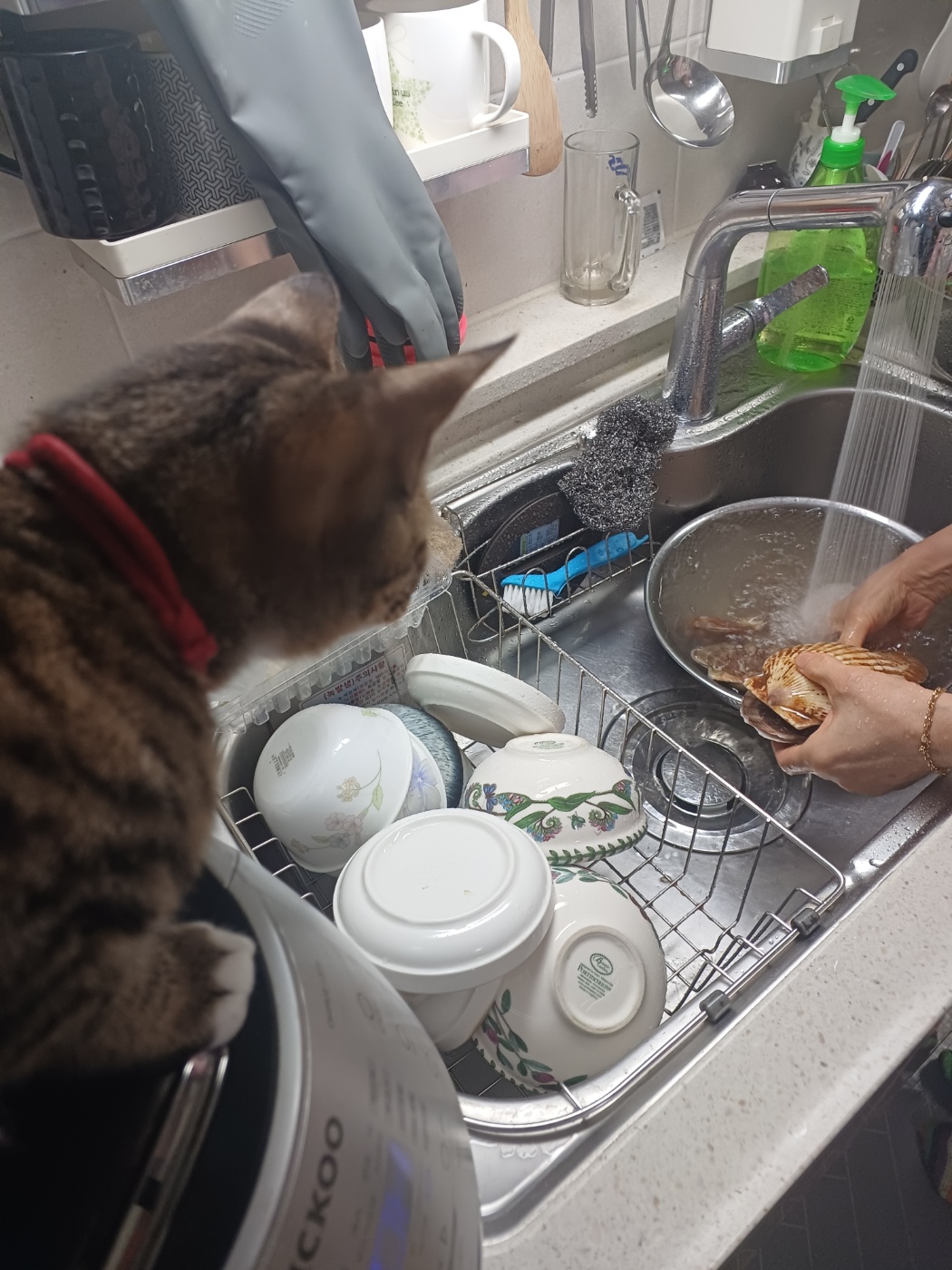 신출귀몰 길동이(승희)가 온지 5개월이 되었네요