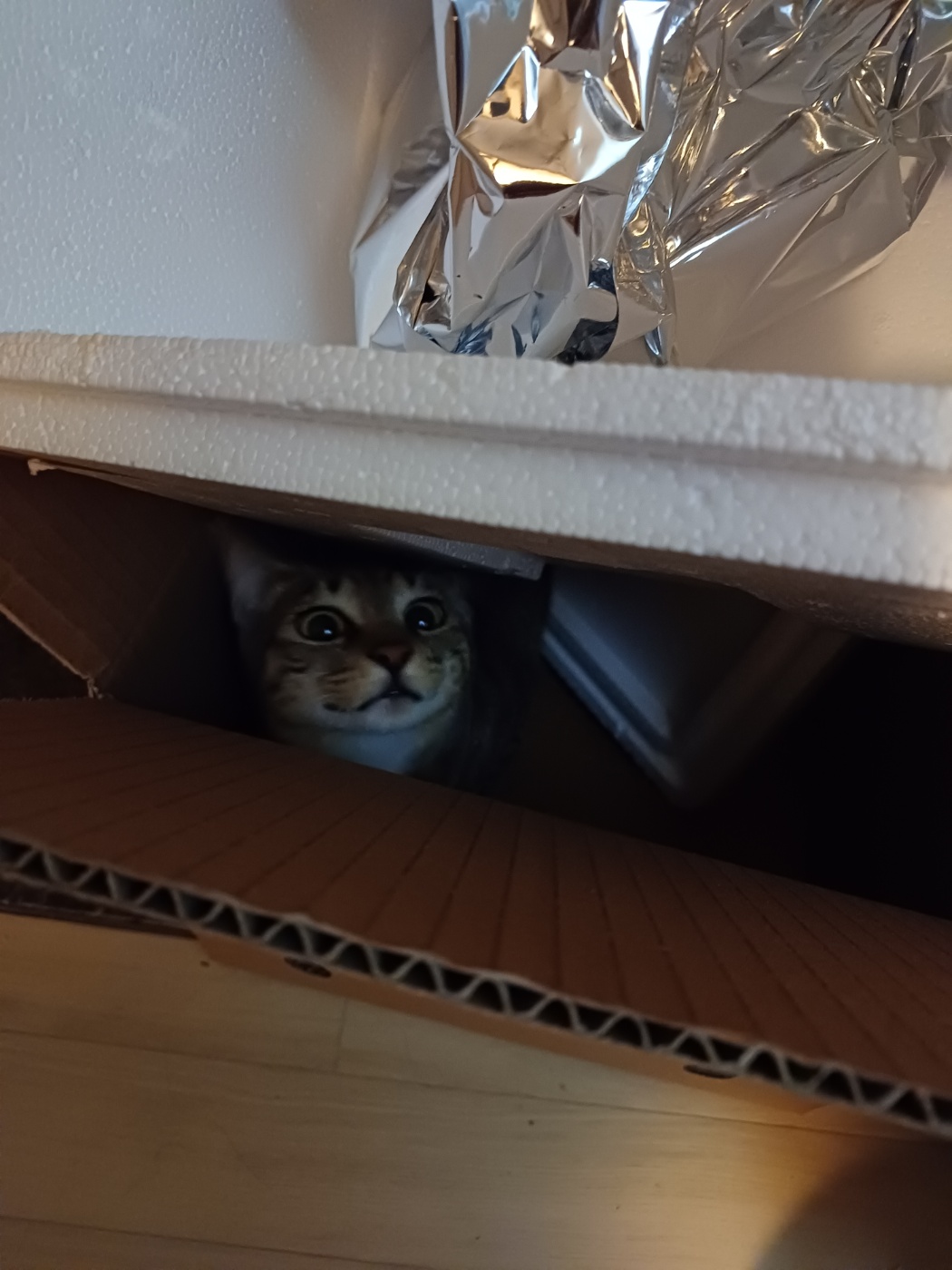 신출귀몰 길동이(승희)가 온지 5개월이 되었네요