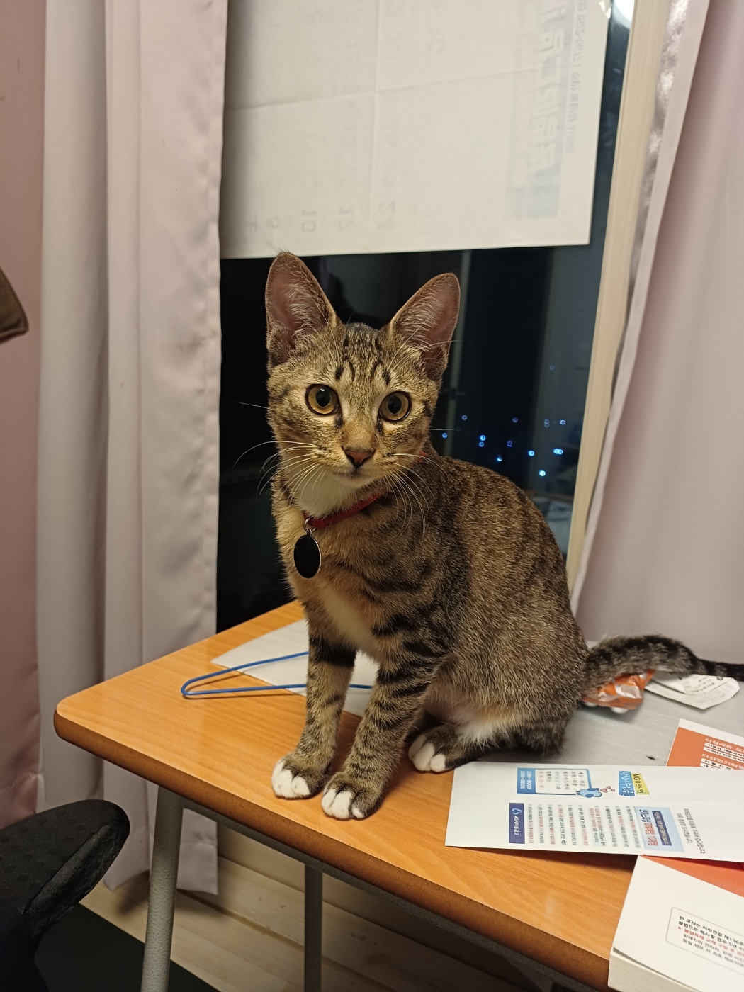 신출귀몰 길동이(승희)가 온지 5개월이 되었네요