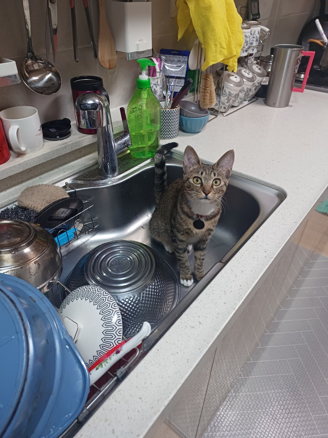 신출귀몰 길동이(승희)가 온지 5개월이 되었네요