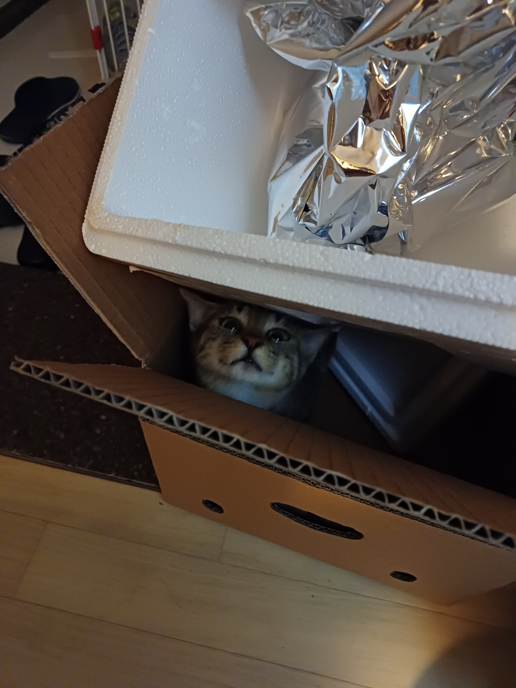 신출귀몰 길동이(승희)가 온지 5개월이 되었네요