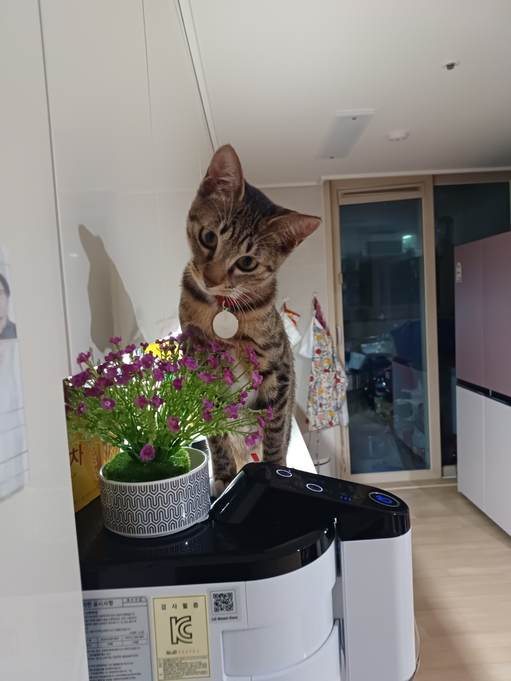 신출귀몰 길동이(승희)가 온지 5개월이 되었네요