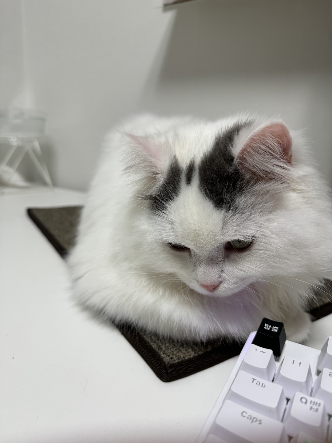 채운이는 천사냥이가 아니었습니다..! (한 달 후기)