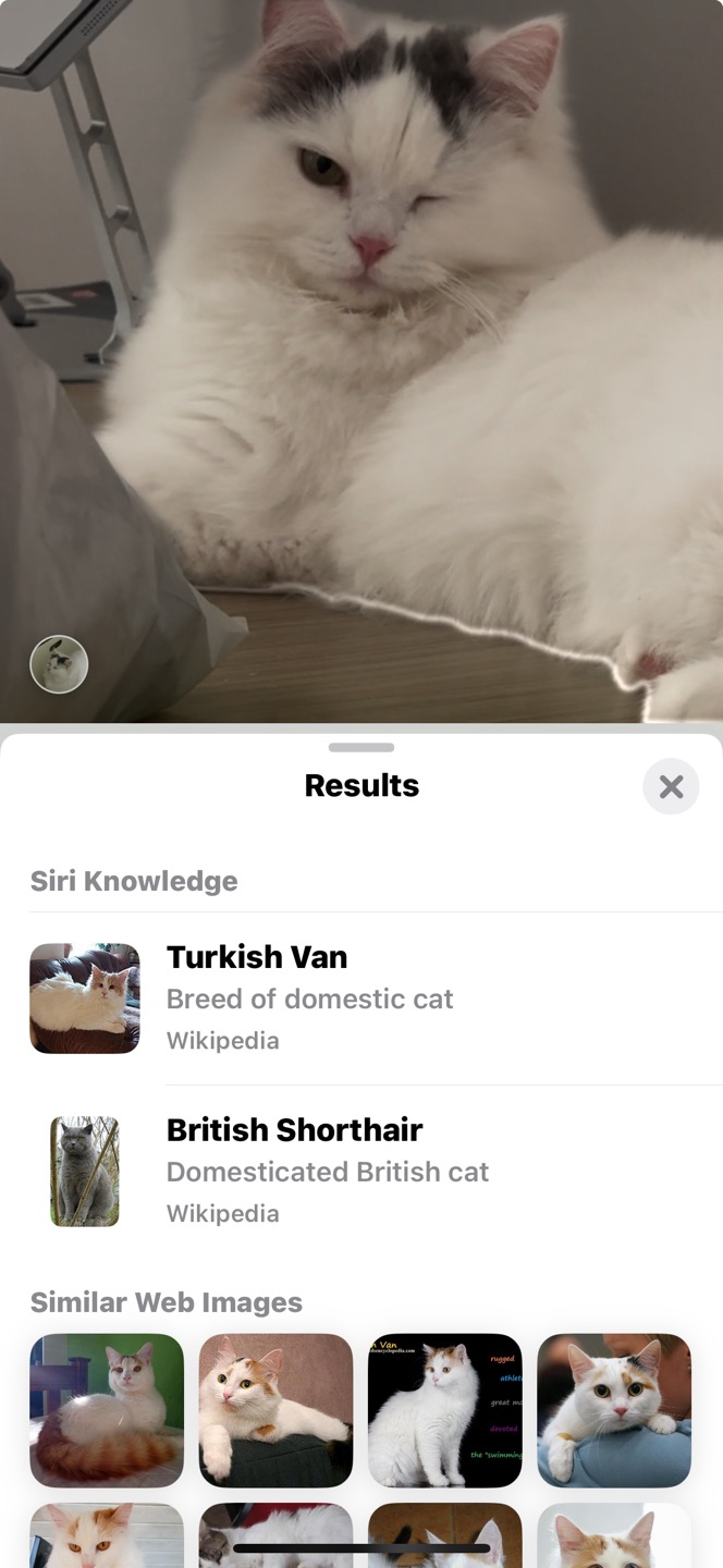 채운이는 천사냥이가 아니었습니다..! (한 달 후기)