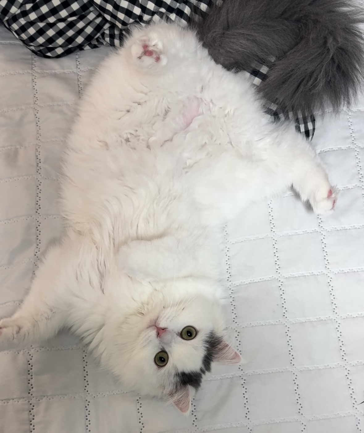 채운이는 천사냥이가 아니었습니다..! (한 달 후기)