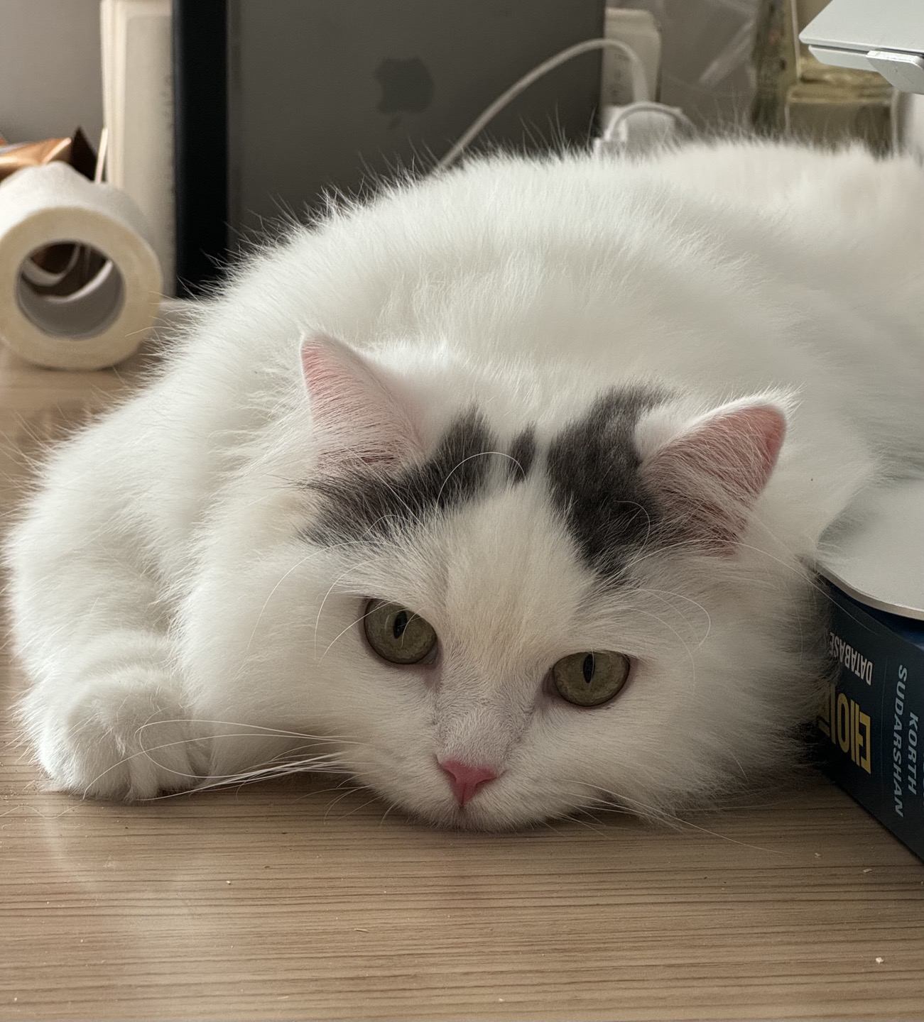 채운이는 천사냥이가 아니었습니다..! (한 달 후기)