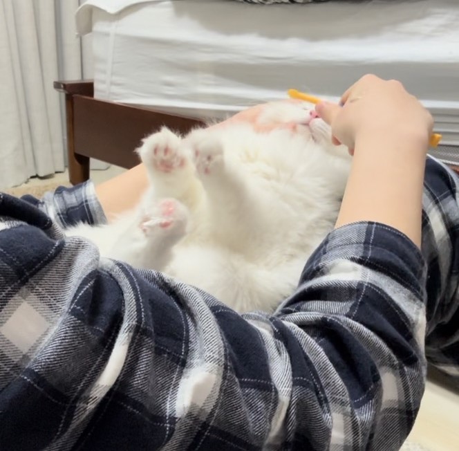 채운이는 천사냥이가 아니었습니다..! (한 달 후기)