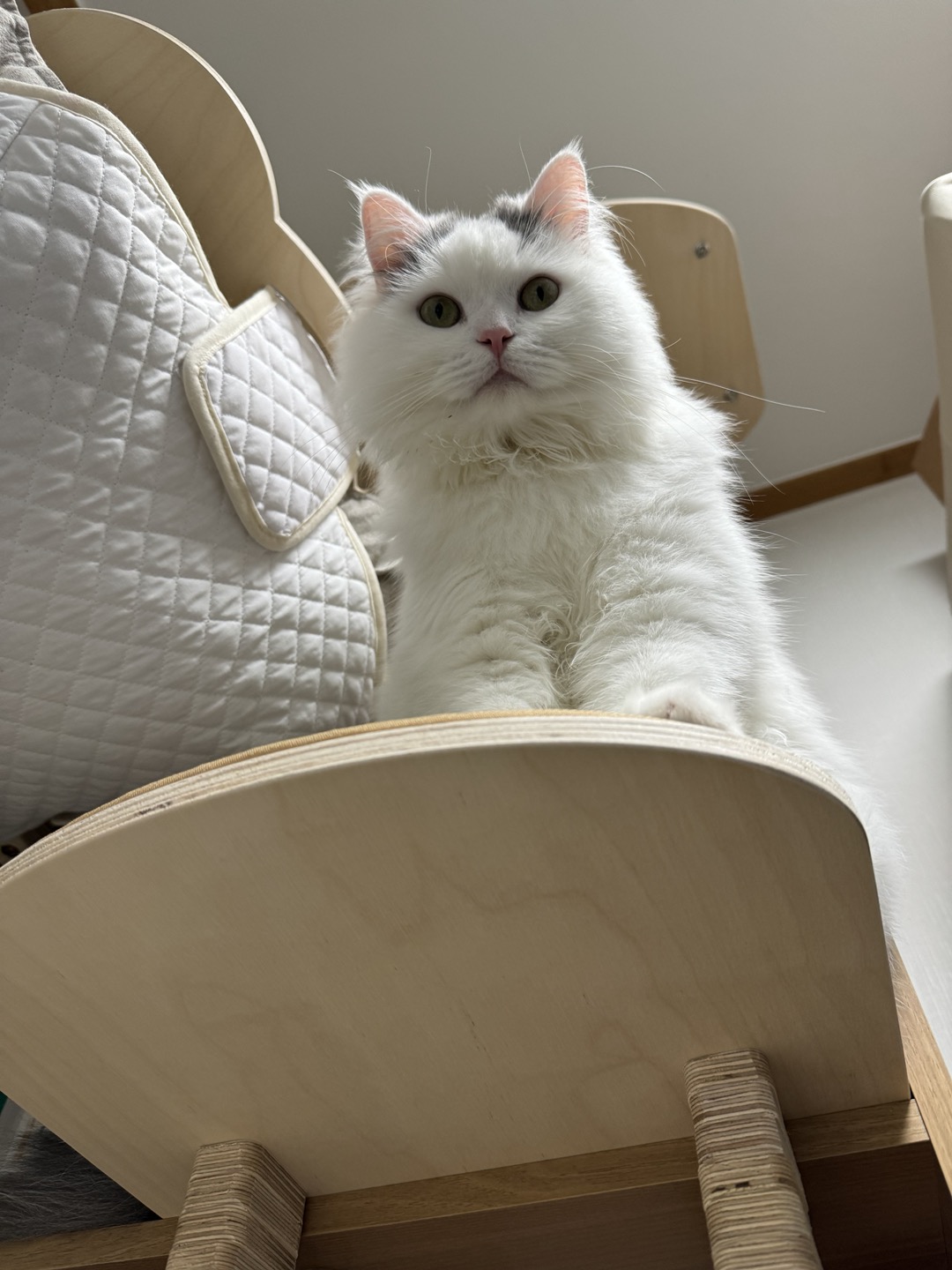 채운이는 천사냥이가 아니었습니다..! (한 달 후기)