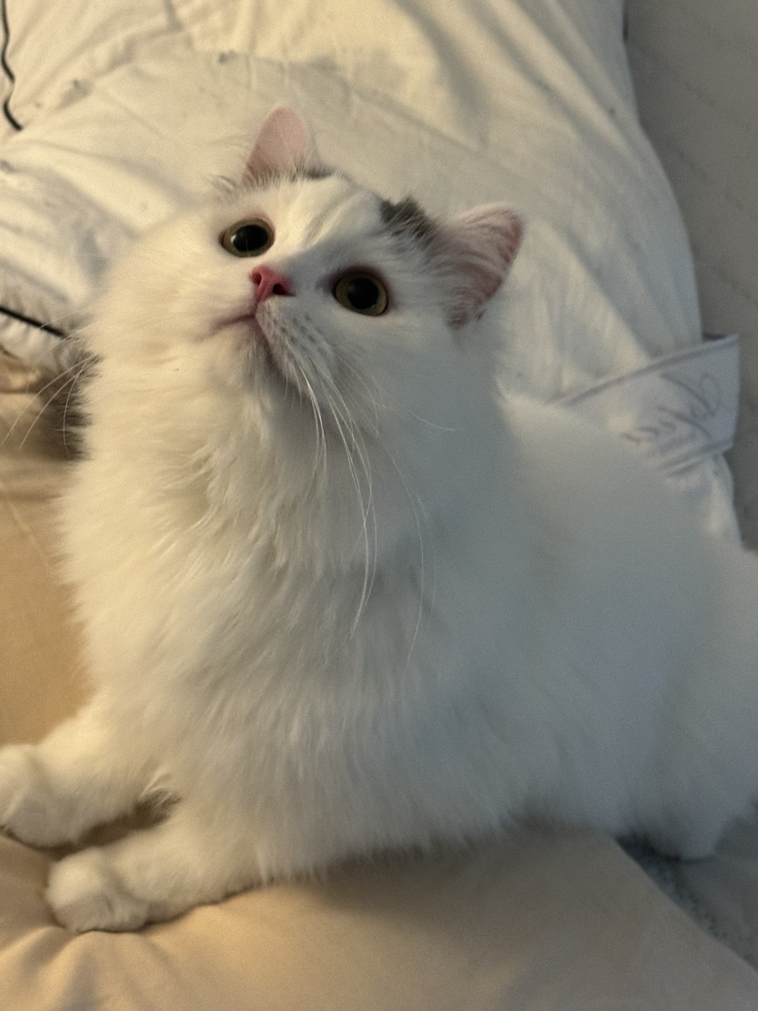 채운이는 천사냥이가 아니었습니다..! (한 달 후기)