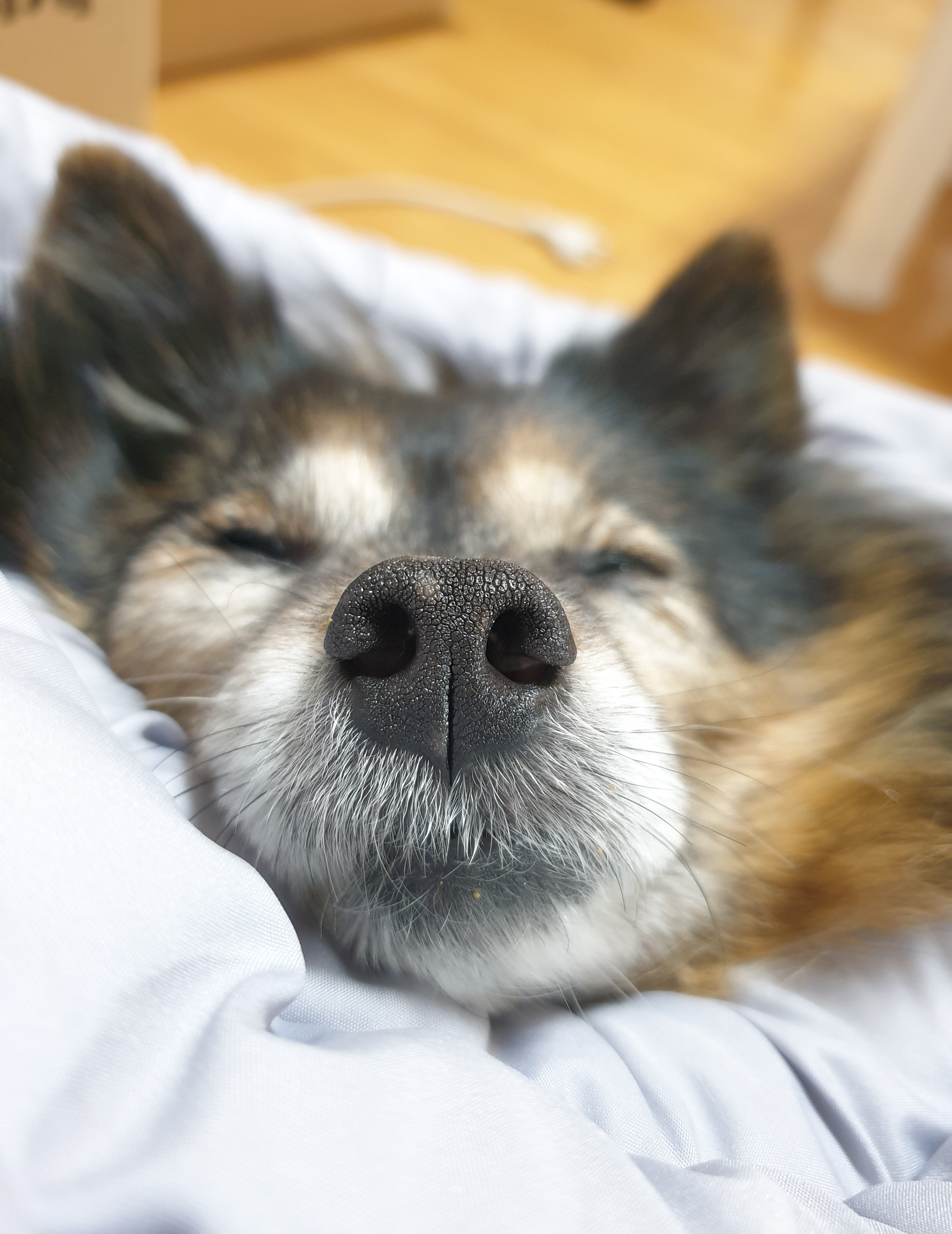 베를린 입양 14주년이 됐어요