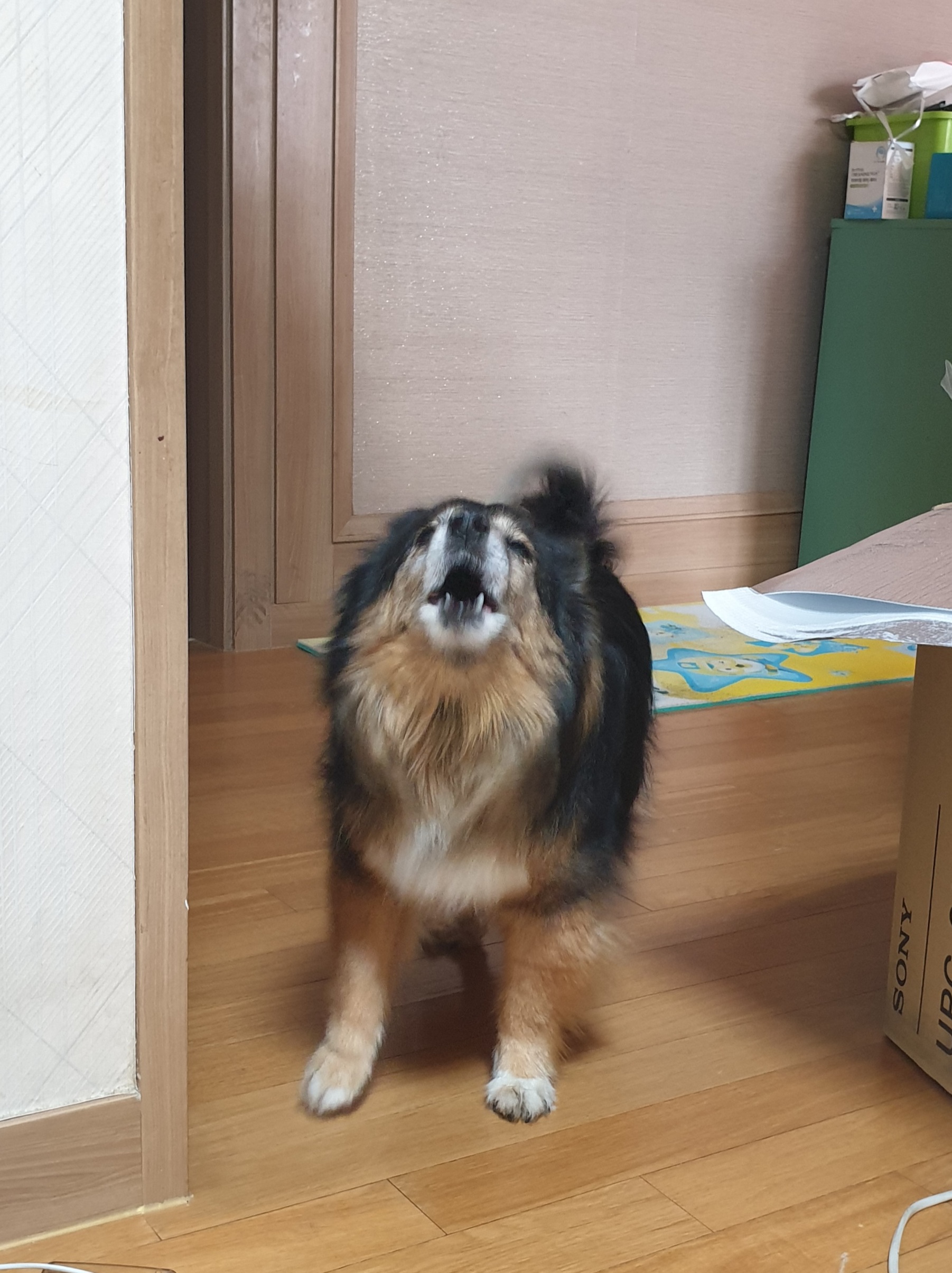 베를린 입양 14주년이 됐어요