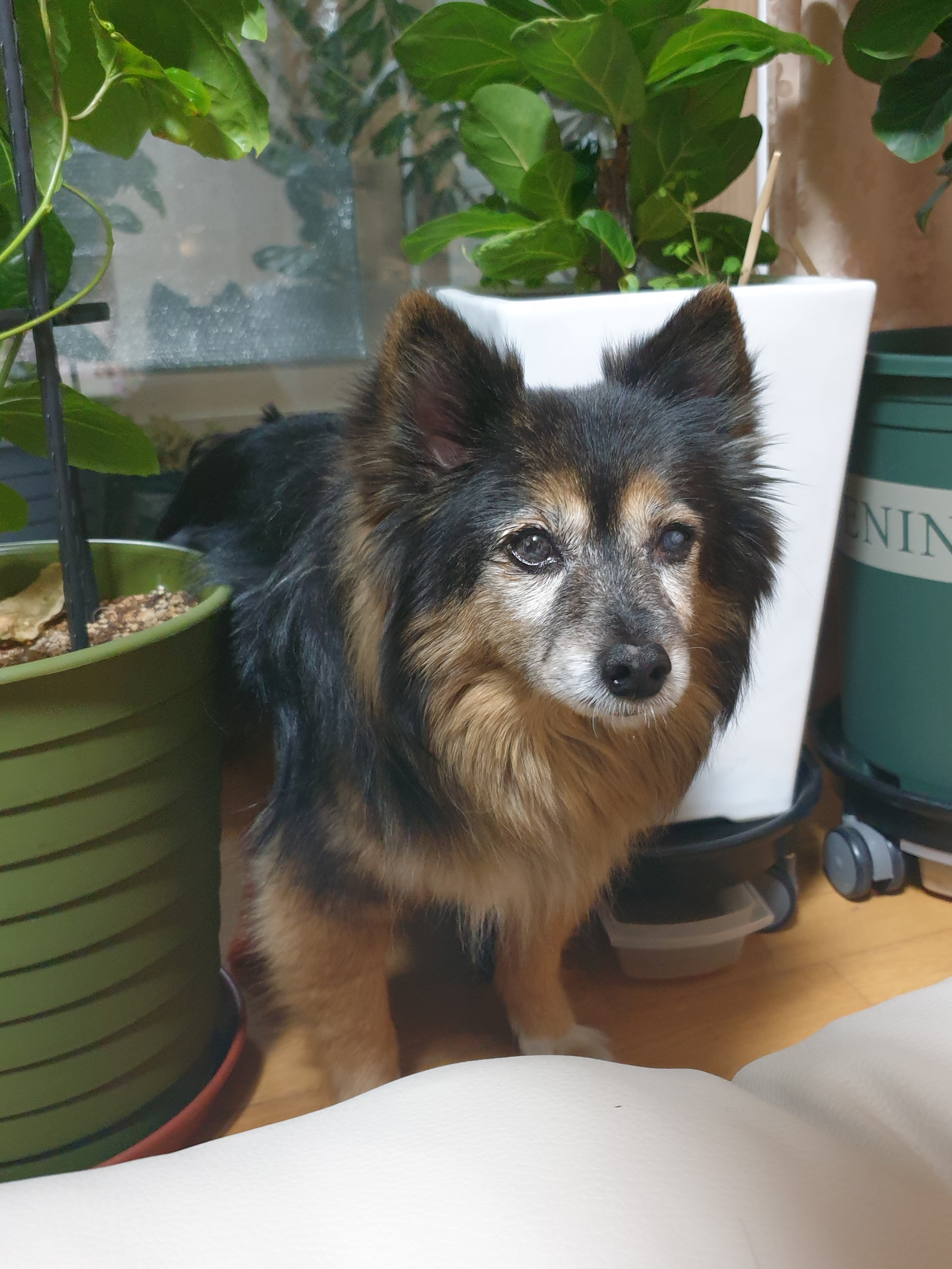 베를린 입양 14주년이 됐어요