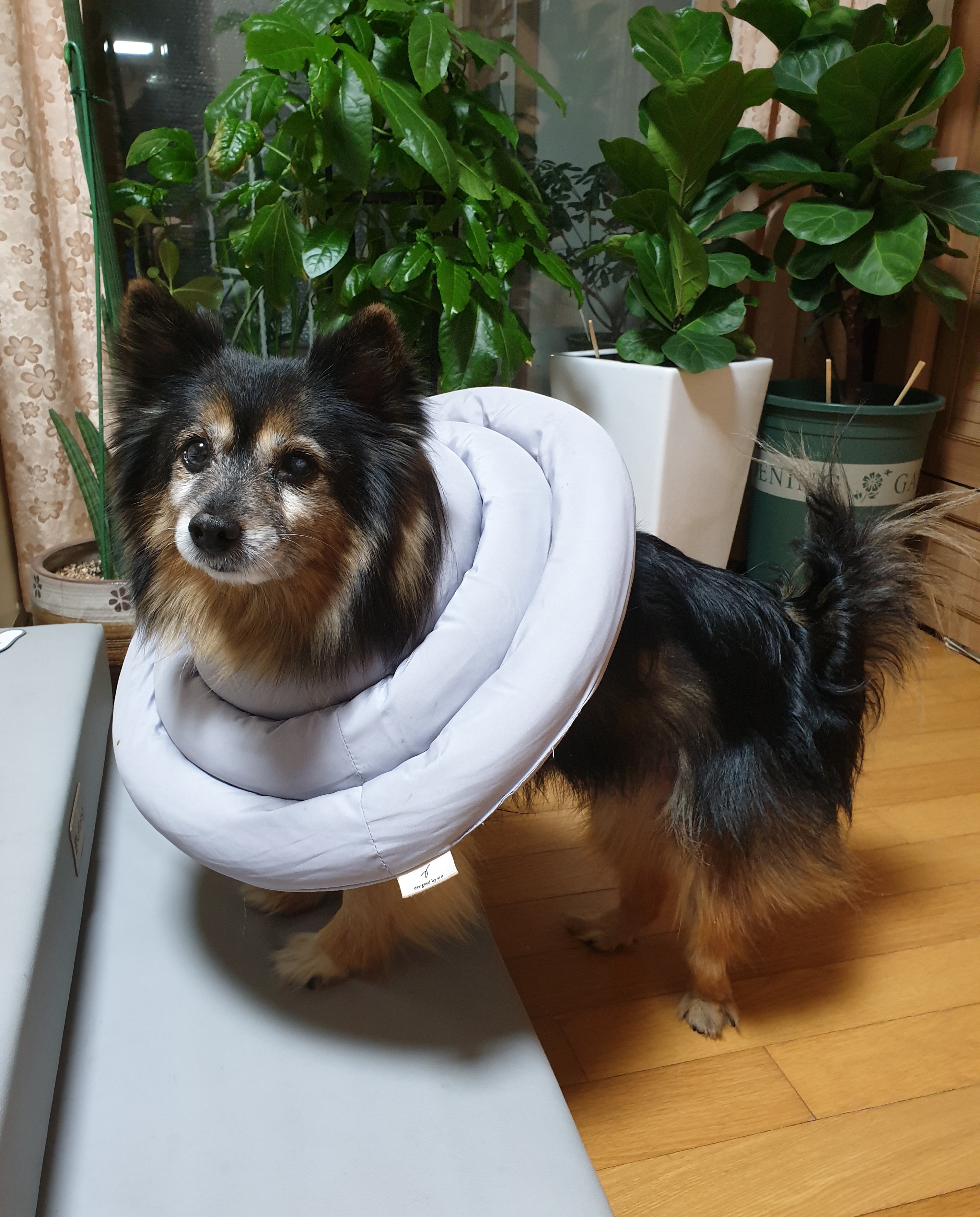 베를린 입양 14주년이 됐어요