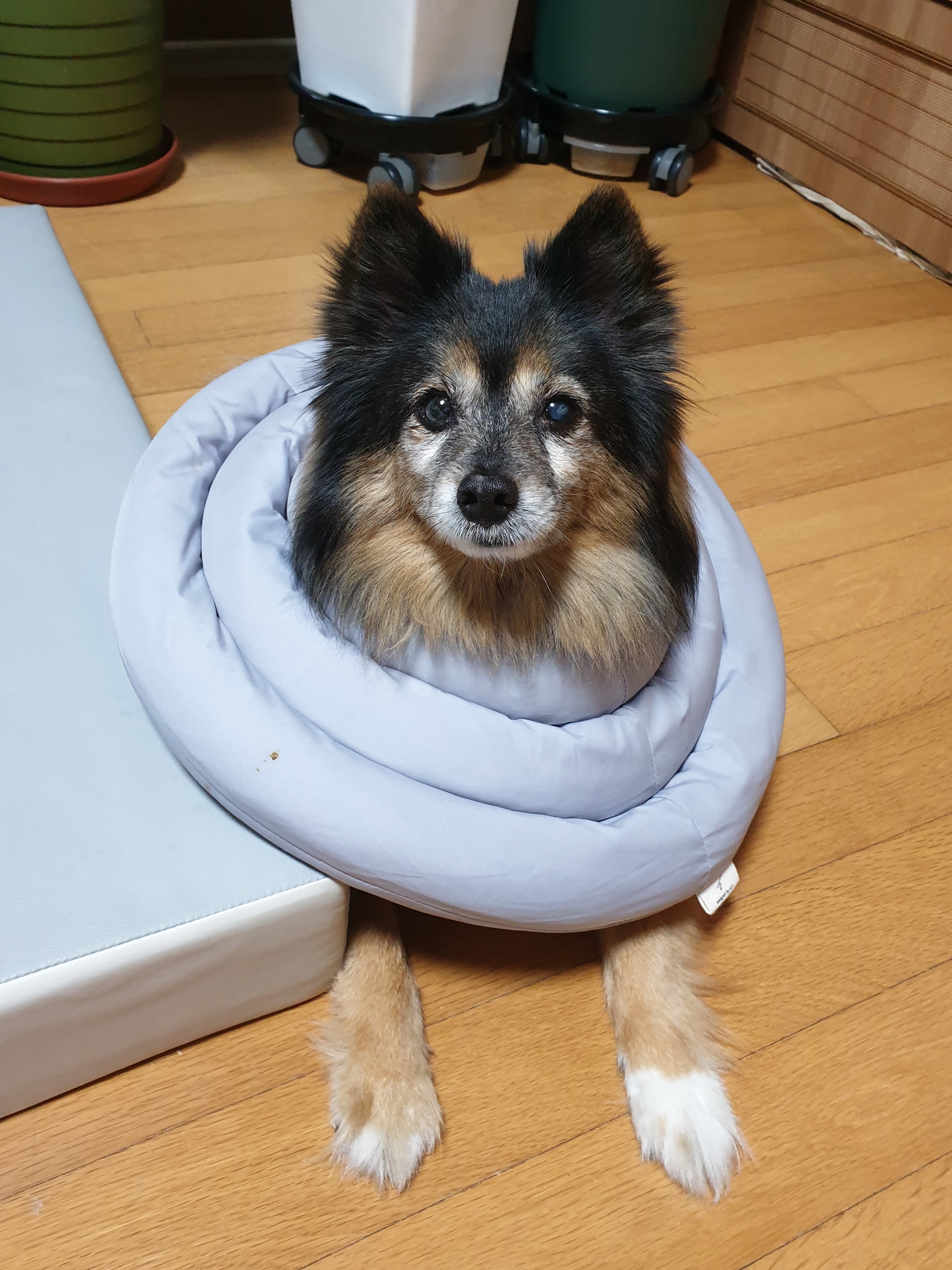 베를린 입양 14주년이 됐어요