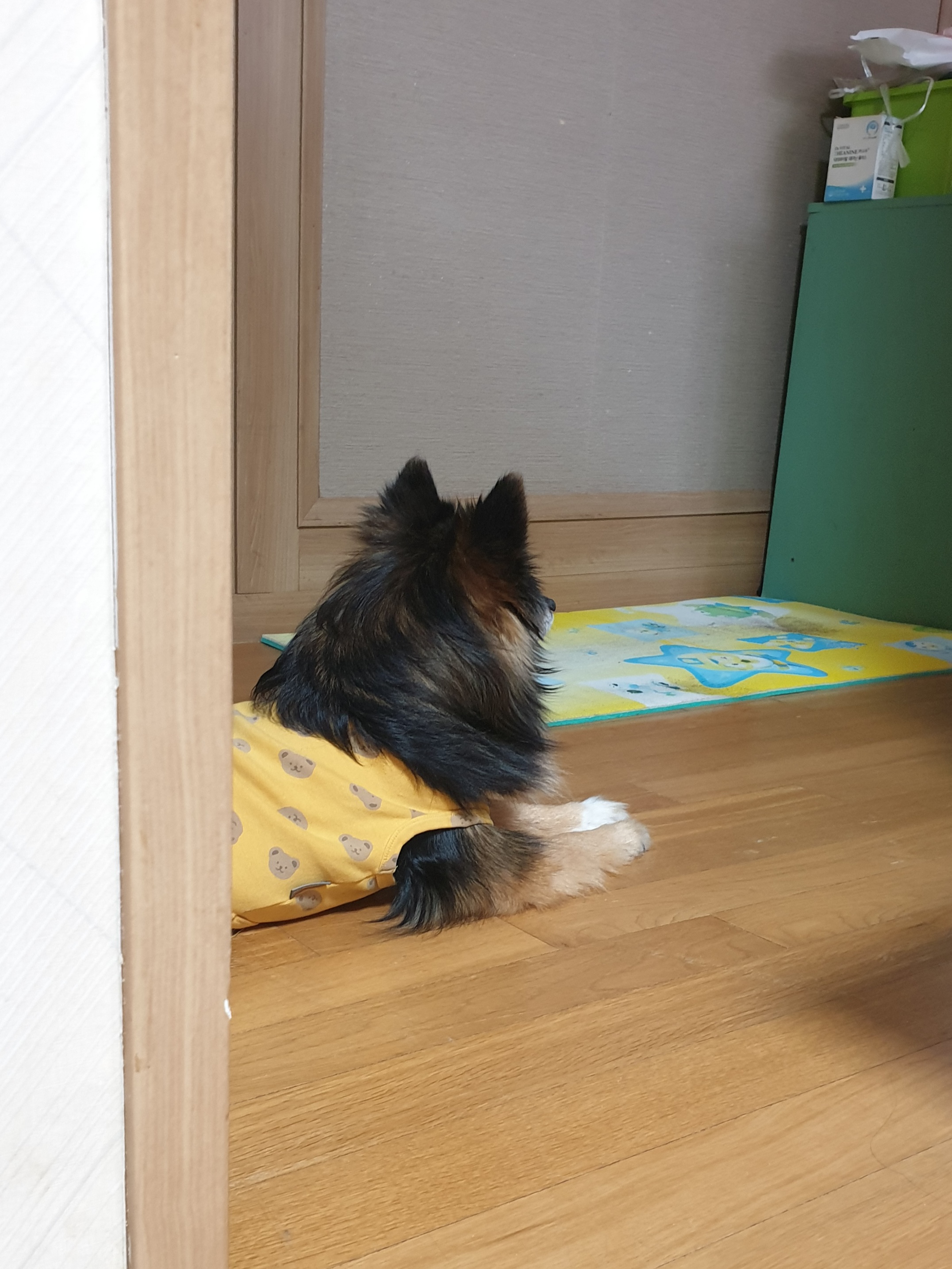 베를린 입양 14주년이 됐어요