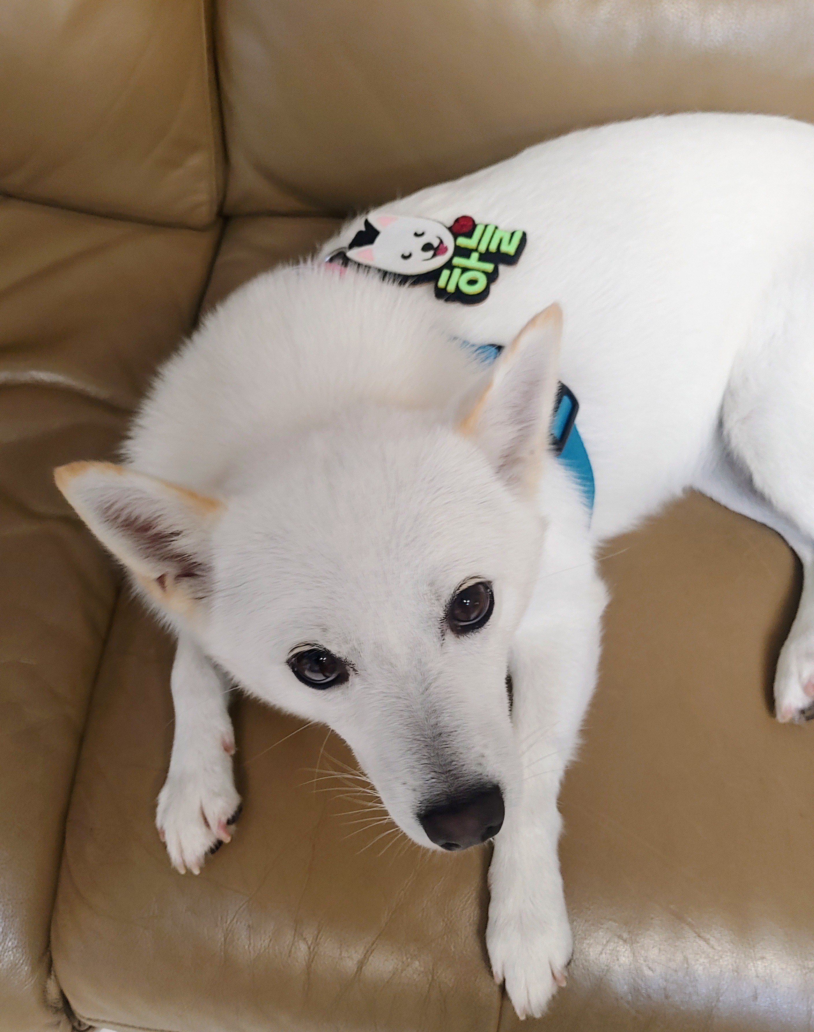 하늘이 입양 후기 3년차(옛날이름 엘리나)