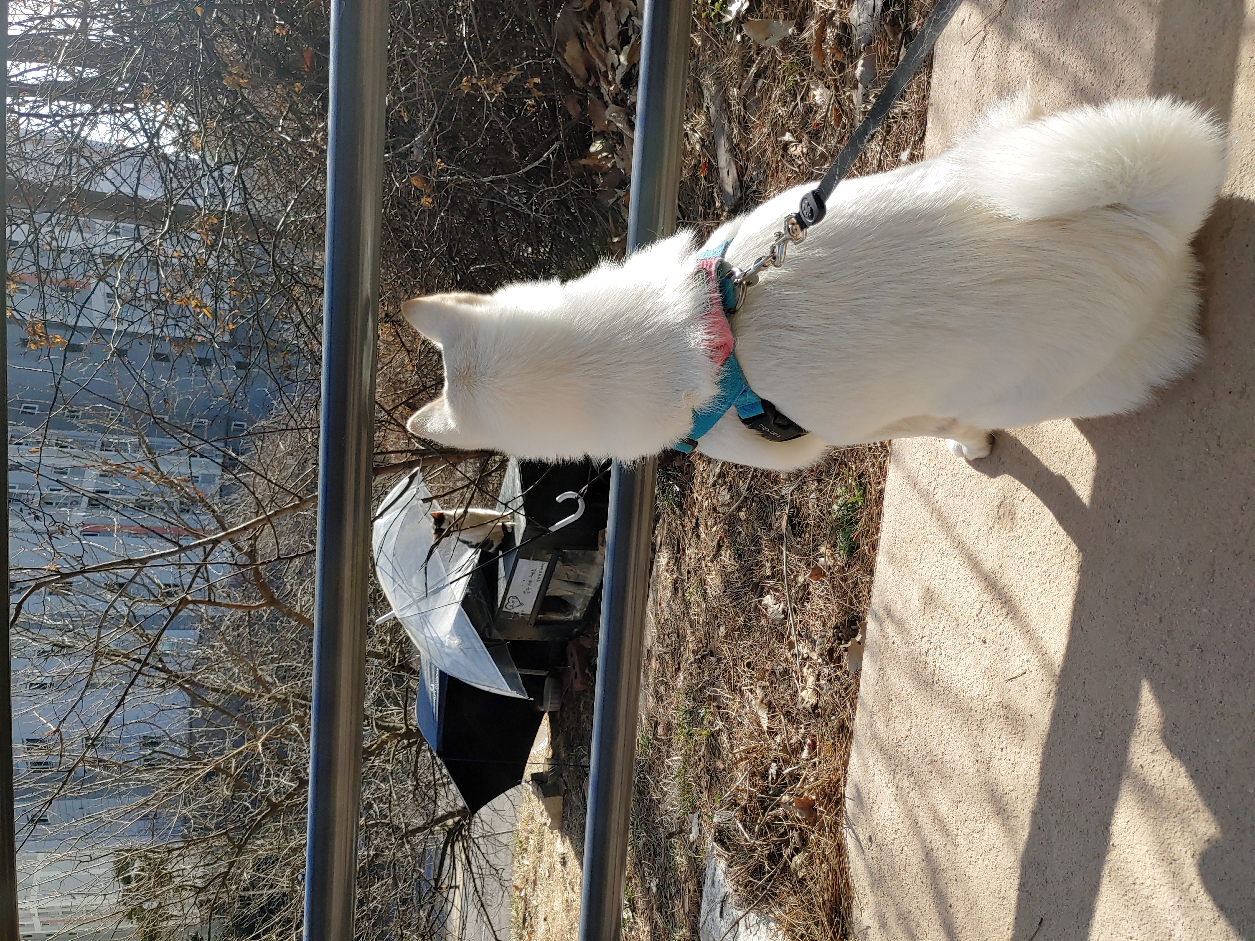하늘이 입양 후기 3년차(옛날이름 엘리나)