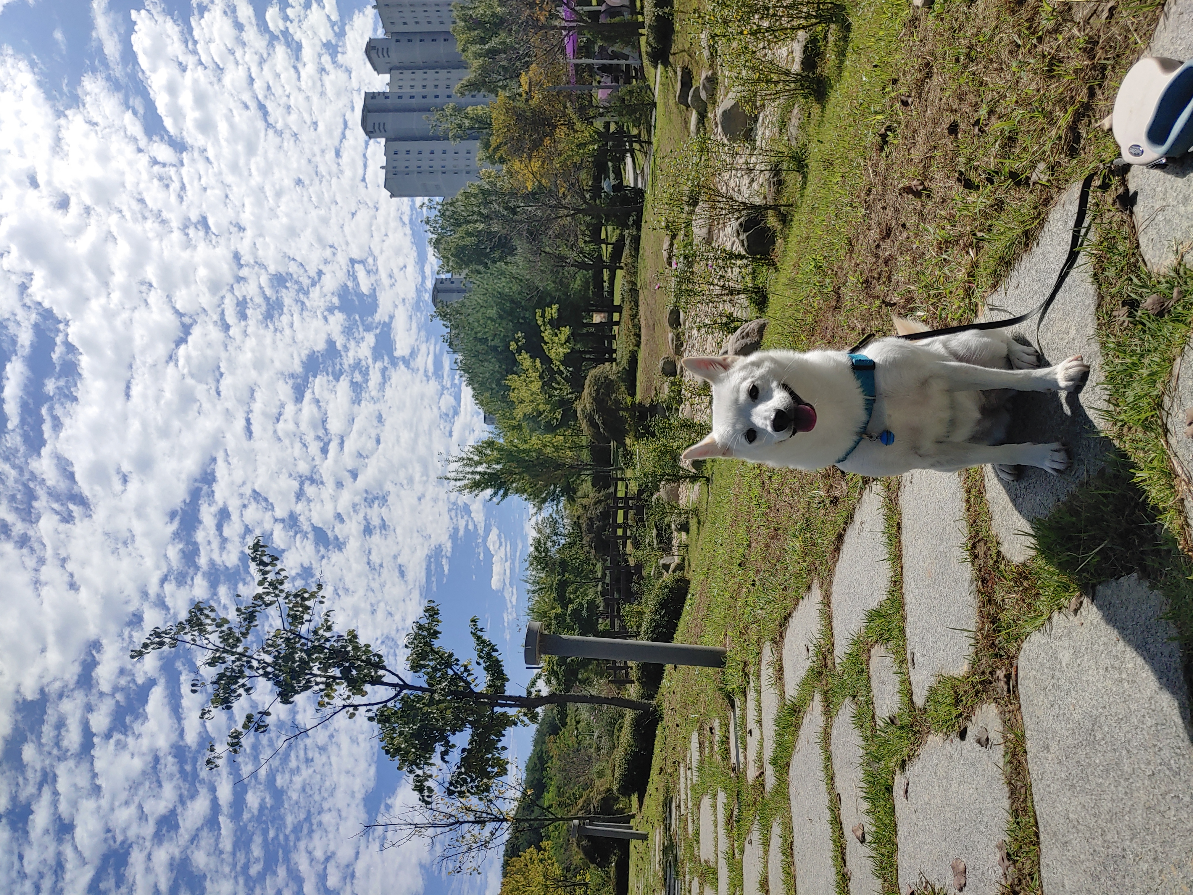 하늘이 입양 후기 3년차(옛날이름 엘리나)