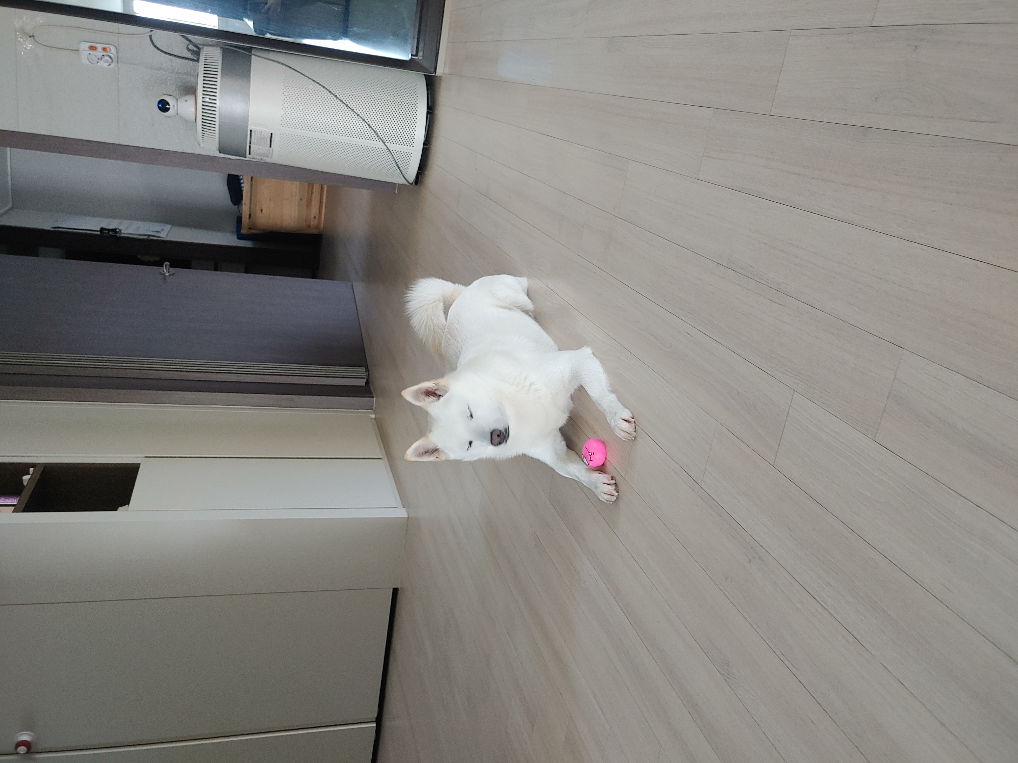 하늘이 입양 후기 3년차(옛날이름 엘리나)