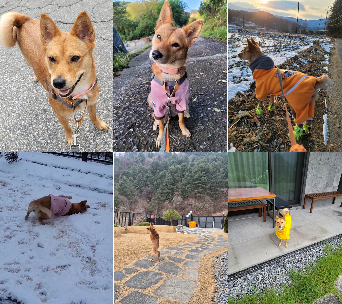 호두(구.오트) 1년 이야기