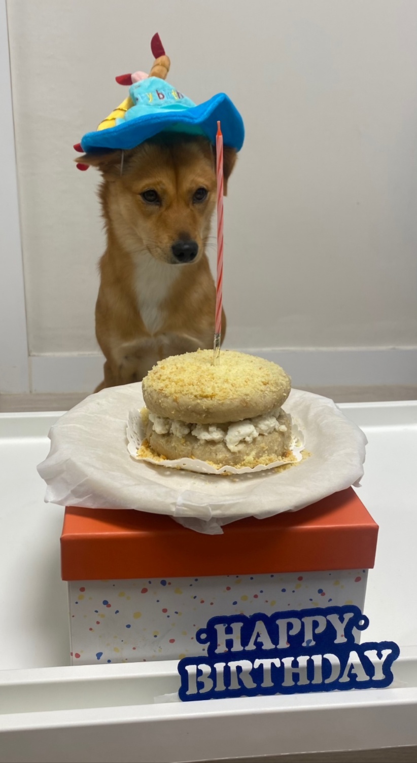 호두(구.오트) 1년 이야기