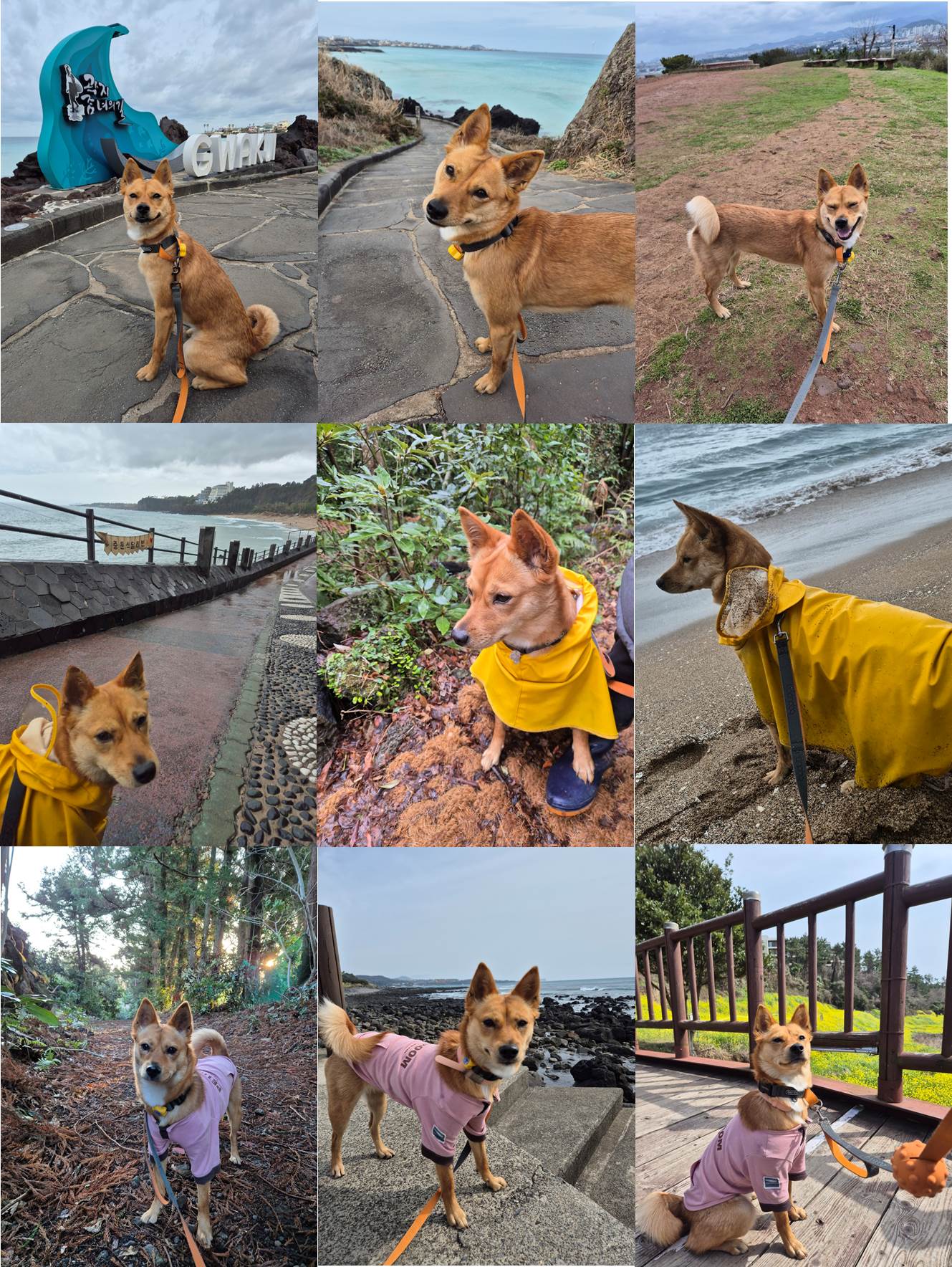 호두(구.오트) 1년 이야기