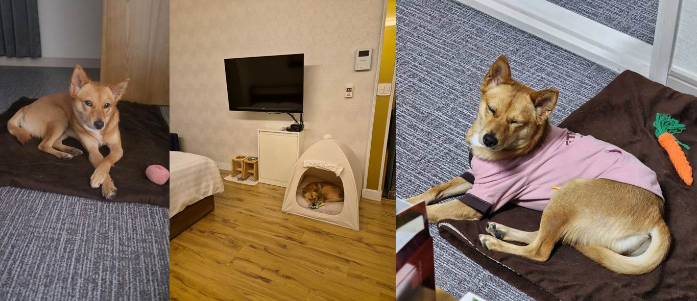 호두(구.오트) 1년 이야기