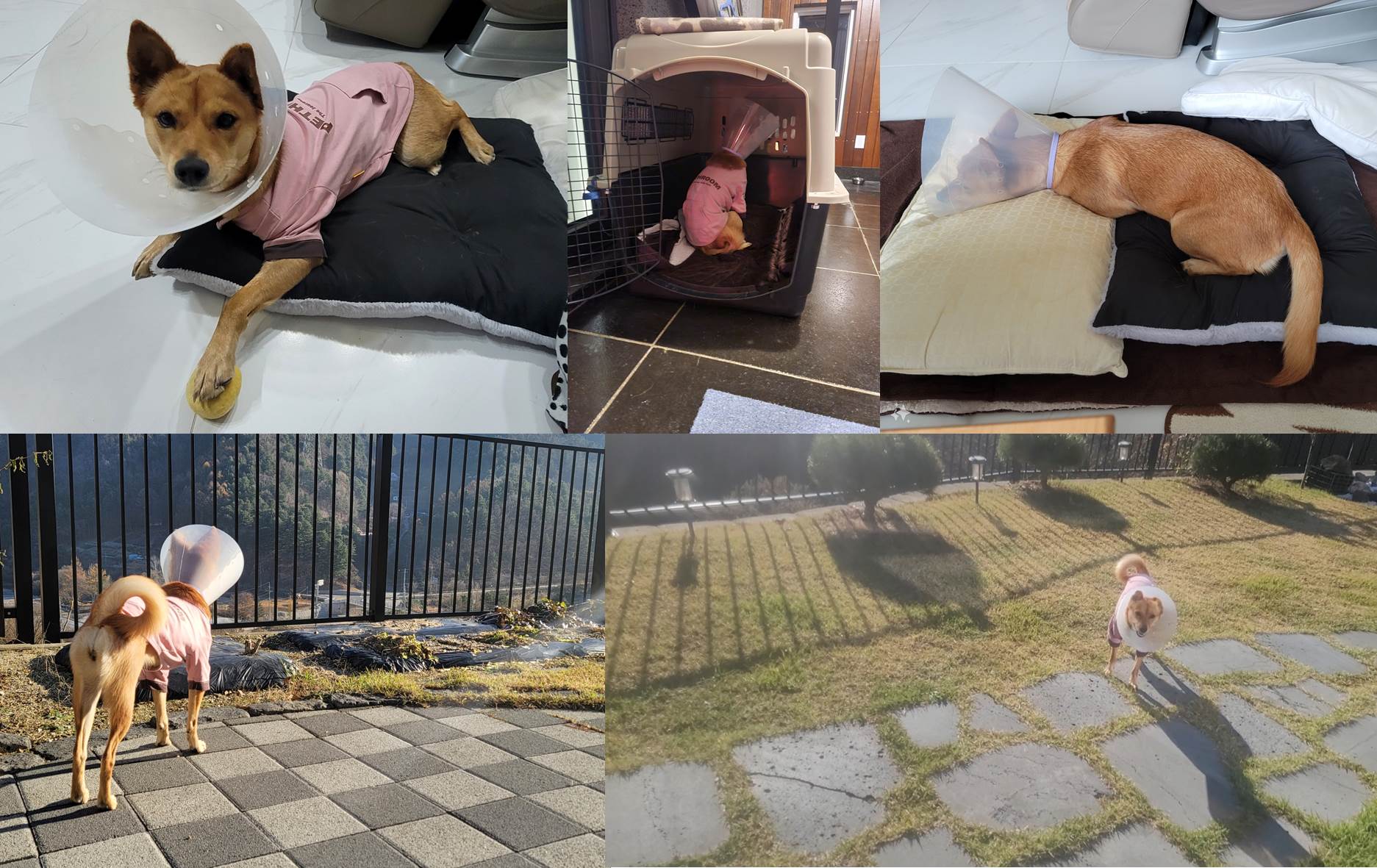 호두(구.오트) 1년 이야기