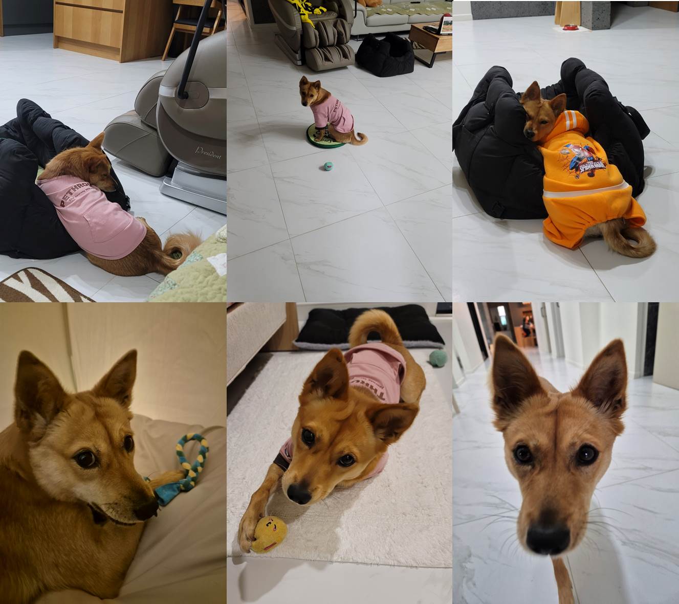 호두(구.오트) 1년 이야기