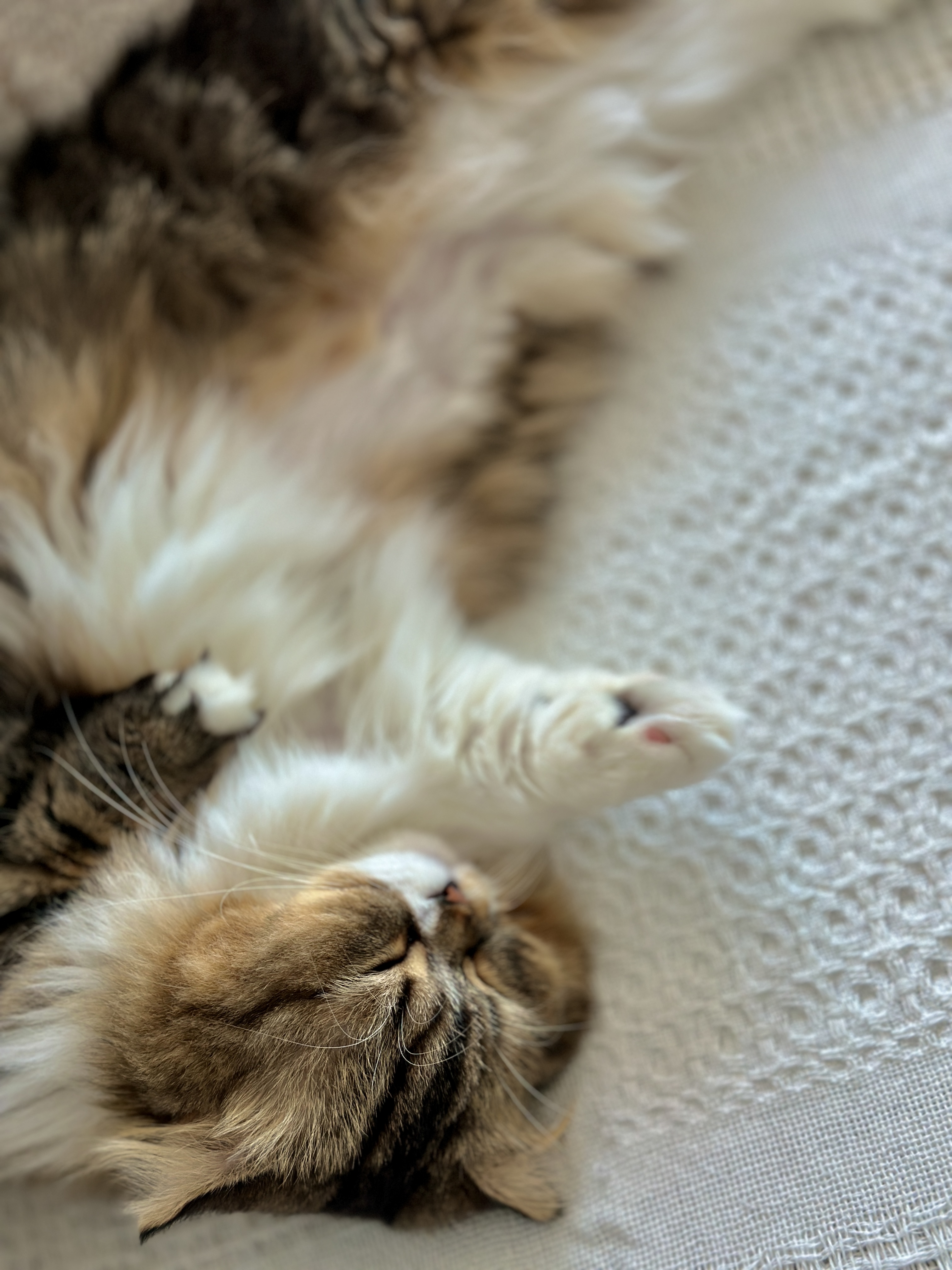 태주(현 후추) 임시보호 1개월 후기