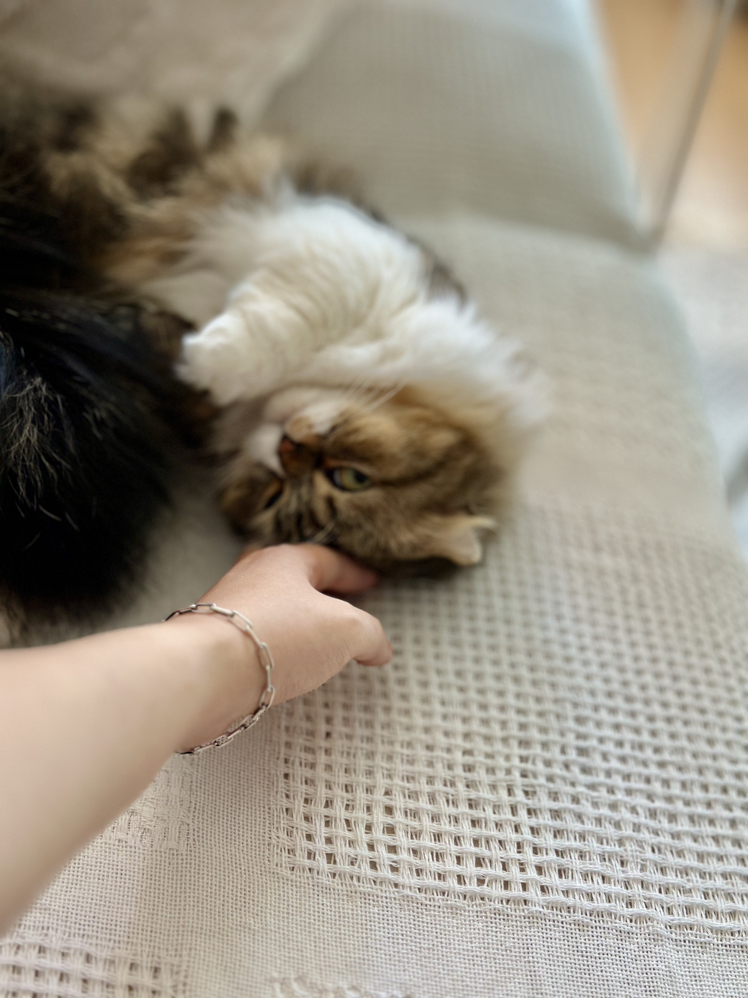 태주(현 후추) 임시보호 1개월 후기