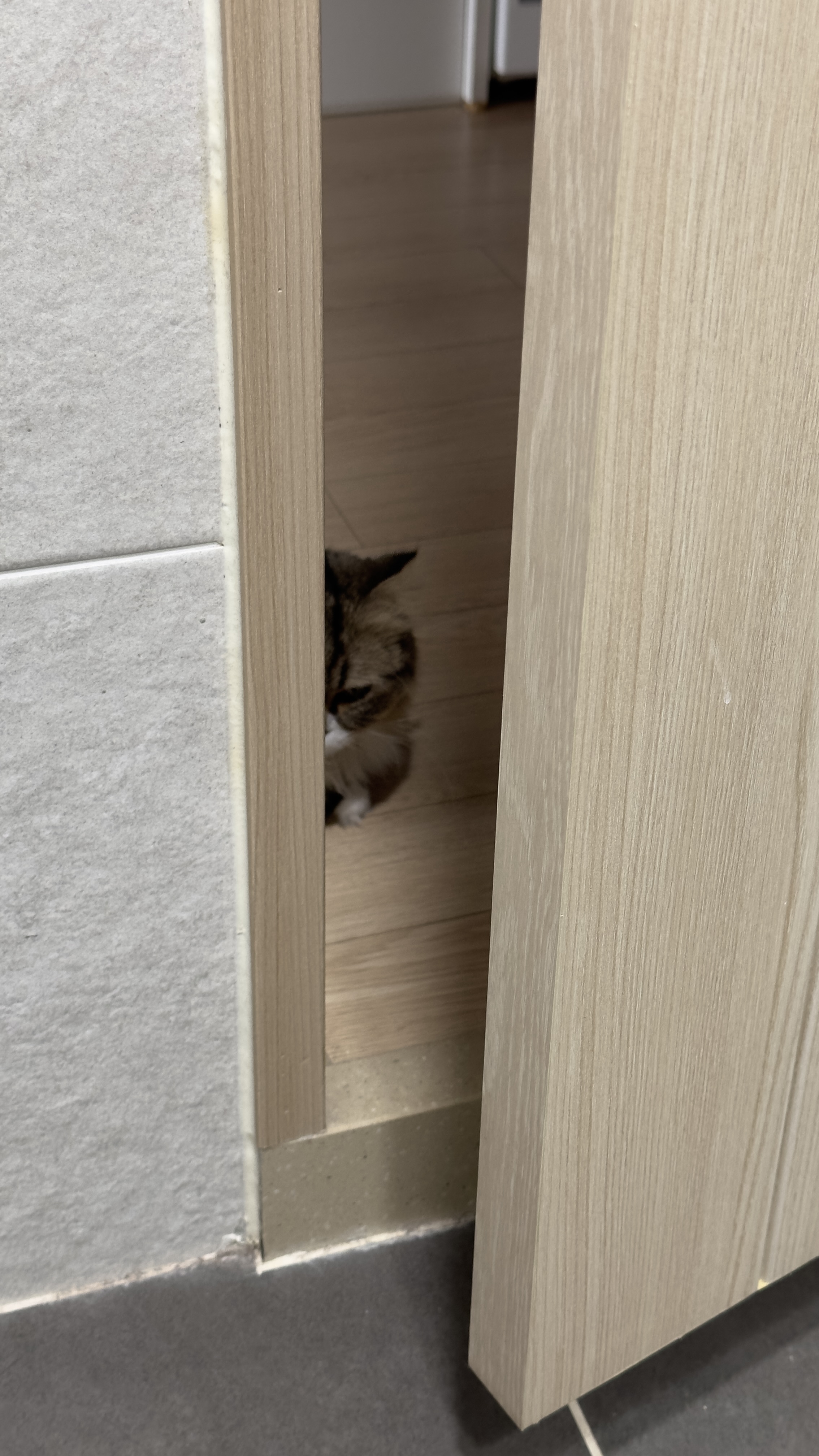 태주(현 후추) 임시보호 1개월 후기