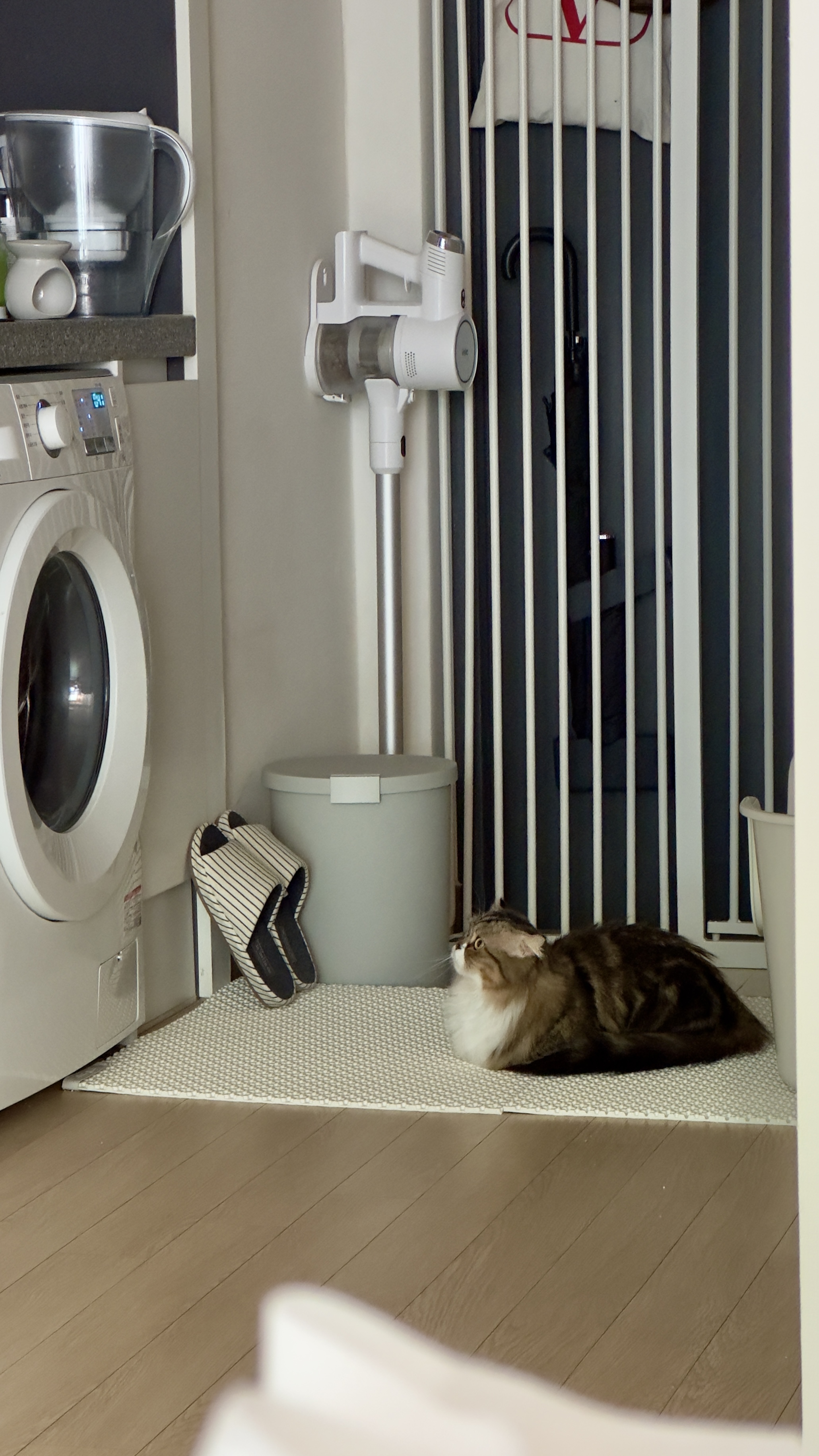 태주(현 후추) 임시보호 1개월 후기