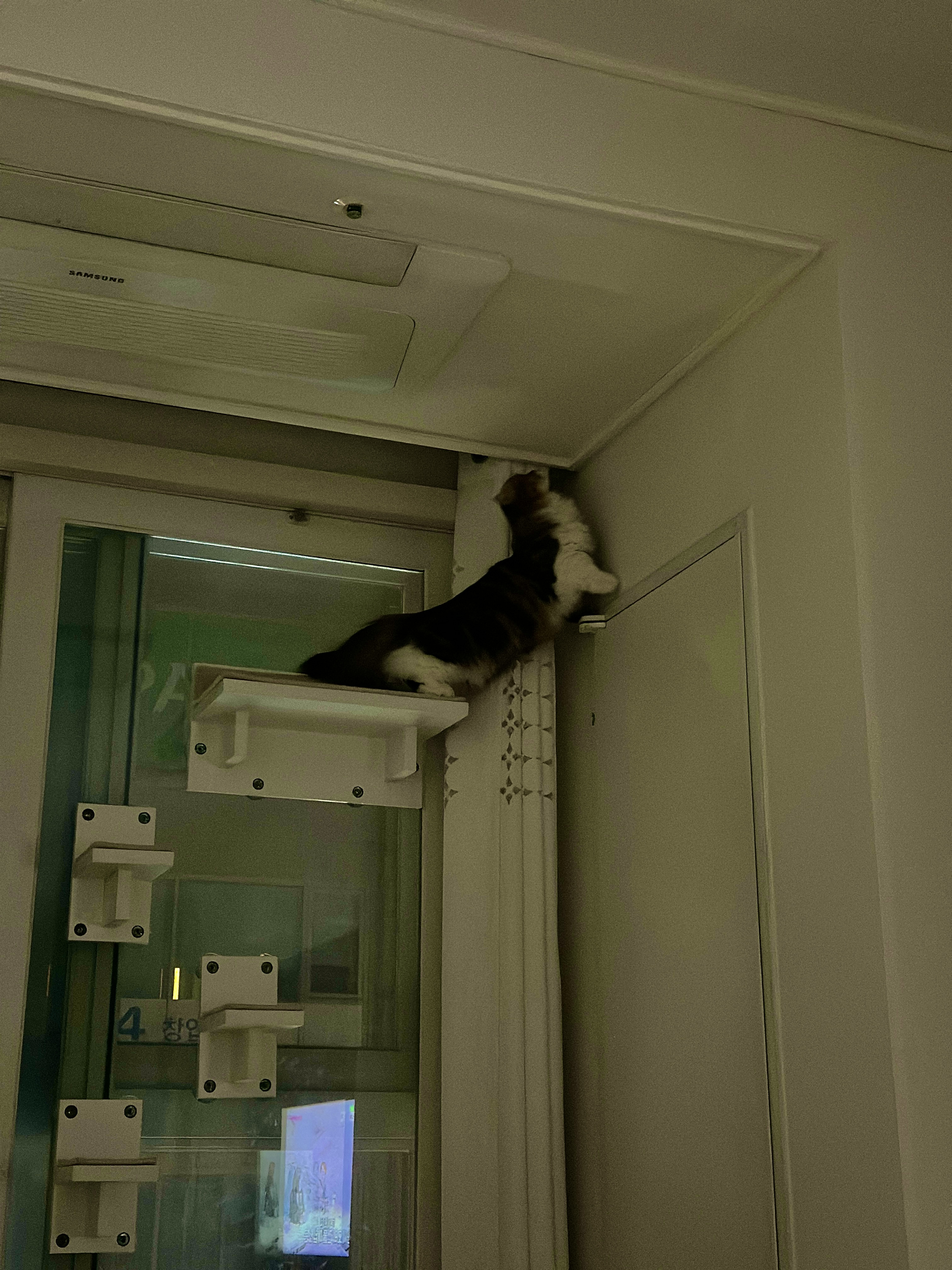 태주(현 후추) 임시보호 1개월 후기