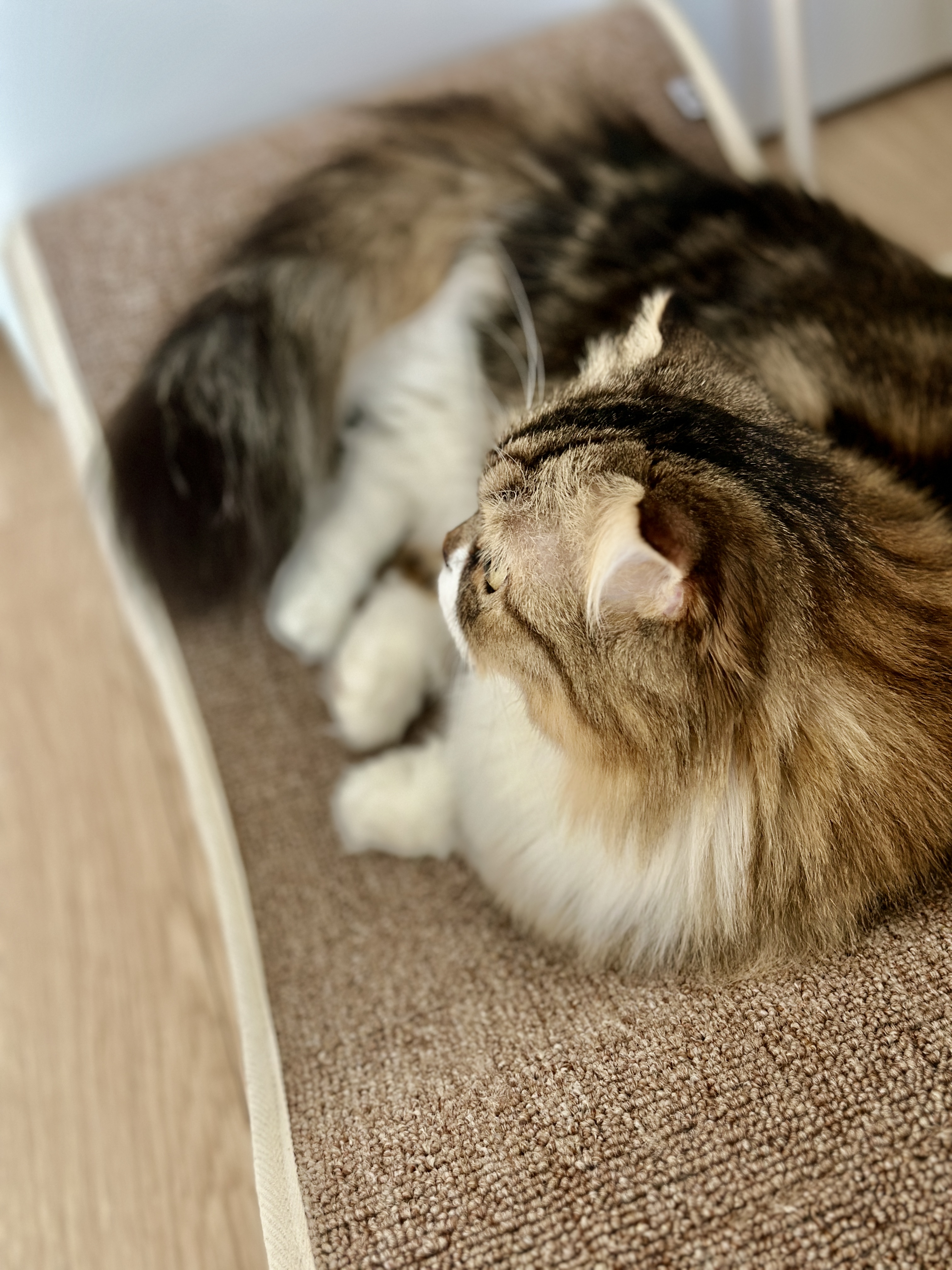 태주(현 후추) 임시보호 1개월 후기