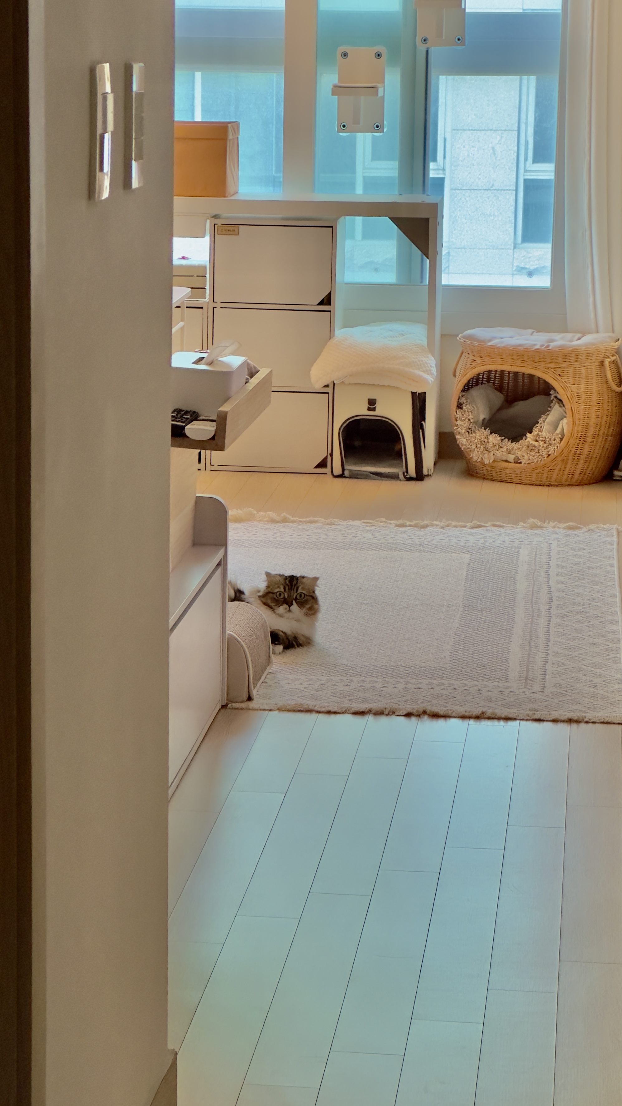 태주(현 후추) 임시보호 1개월 후기