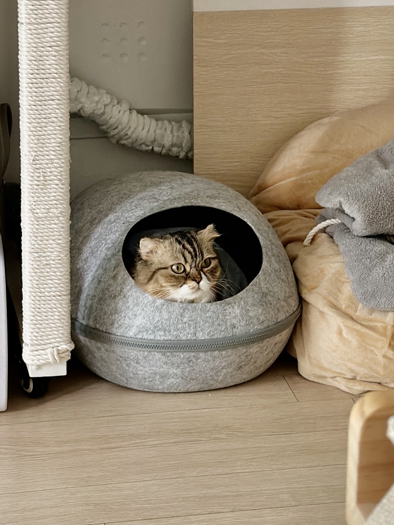 태주(현 후추) 임시보호 1개월 후기